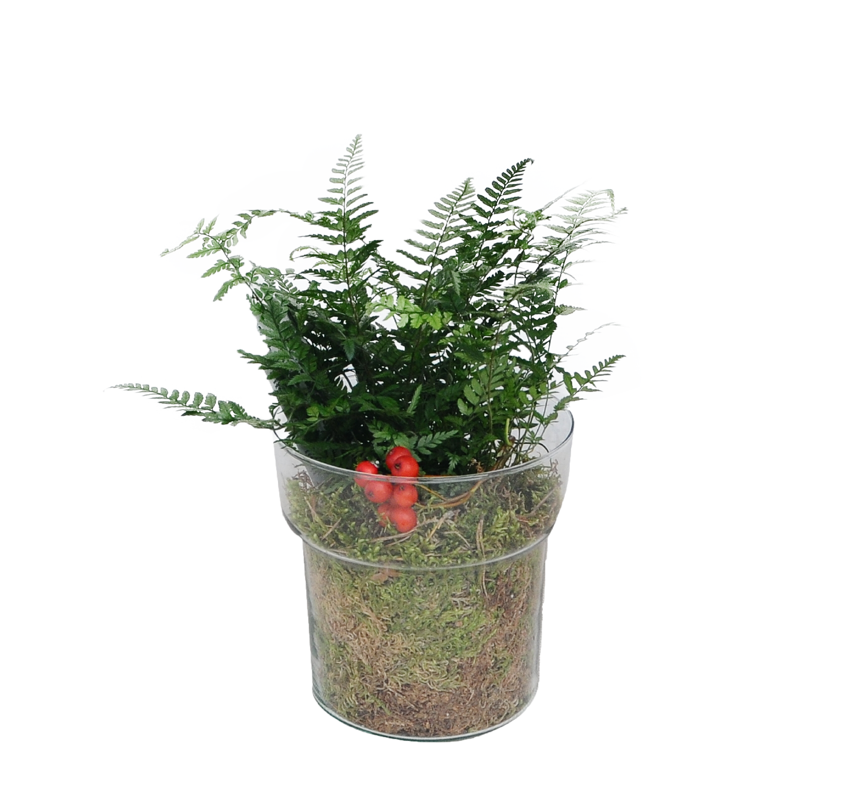 Ogród w słoiku mix 20 cm w osłonce szklanej