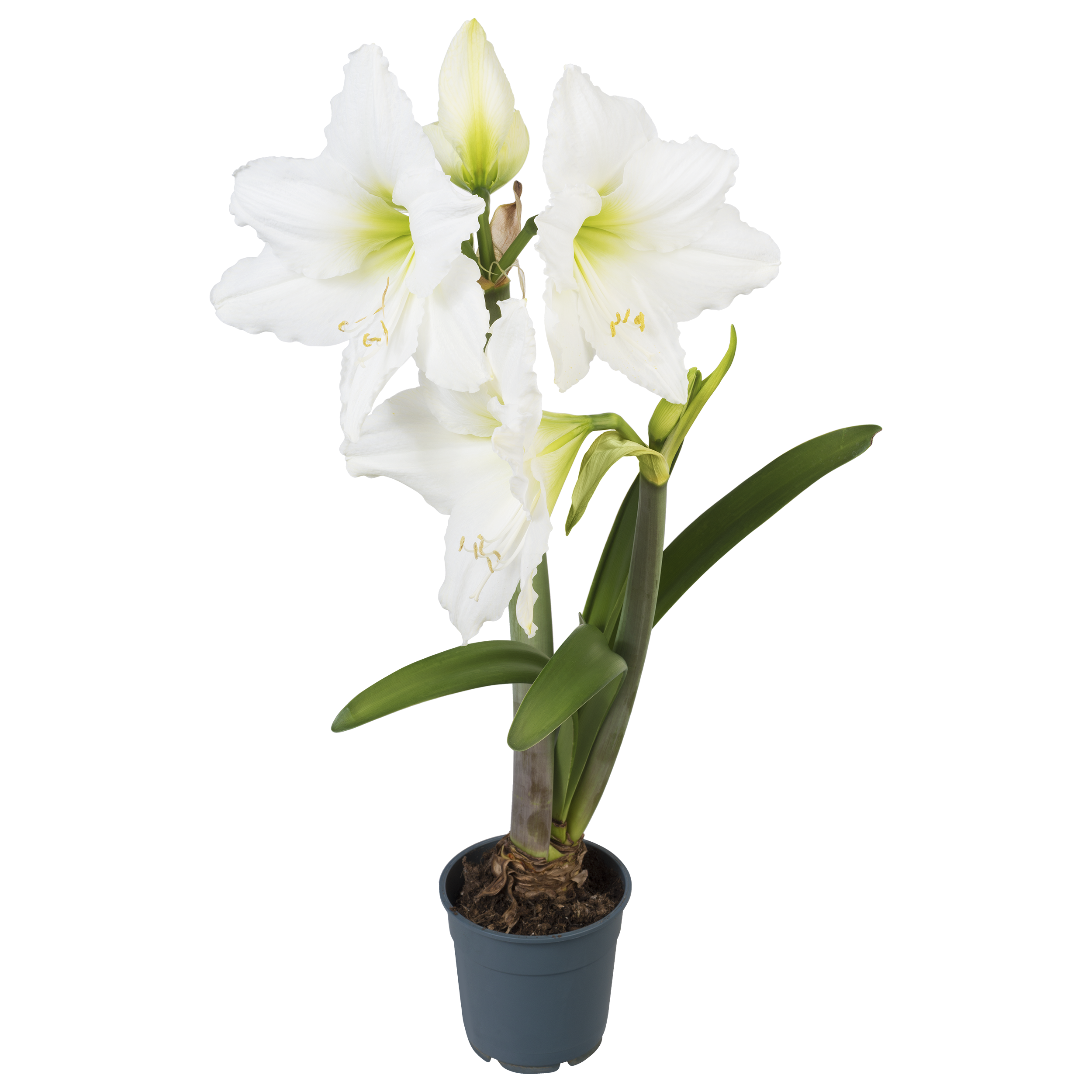 Amarylis mix 20 cm
