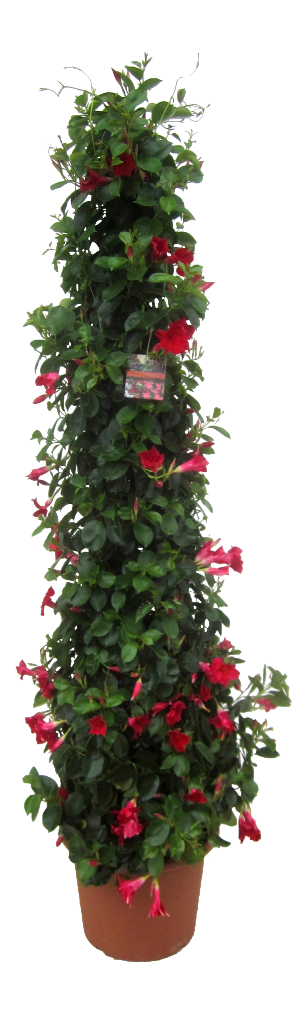 Dipladenia mix 105 cm