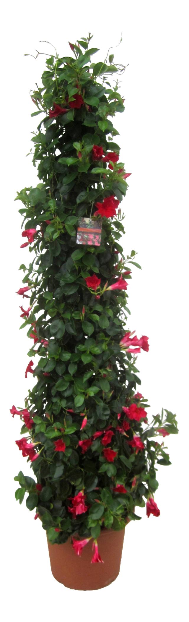 Dipladenia mix 105 cm