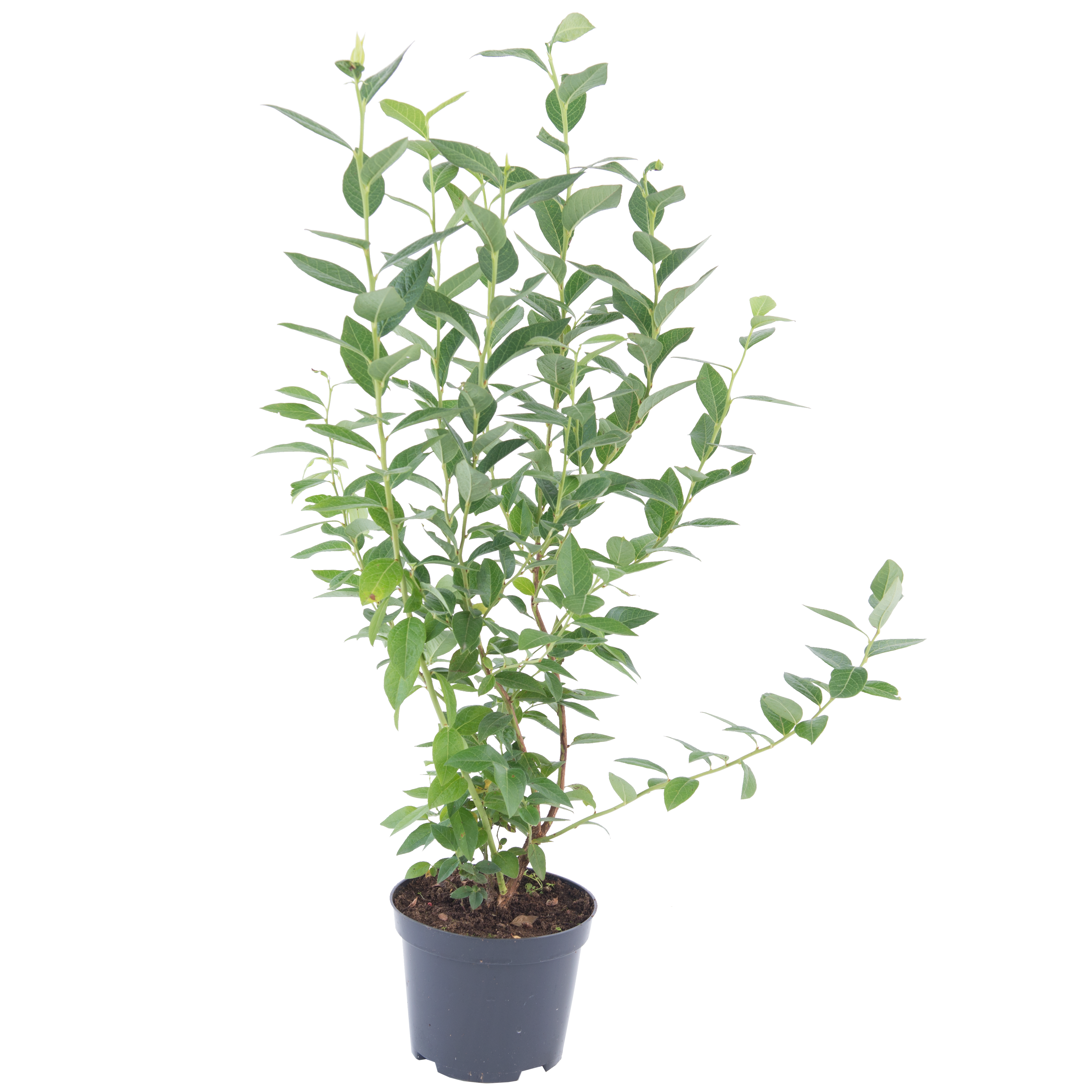 Borówka amerykańska 40-60 cm