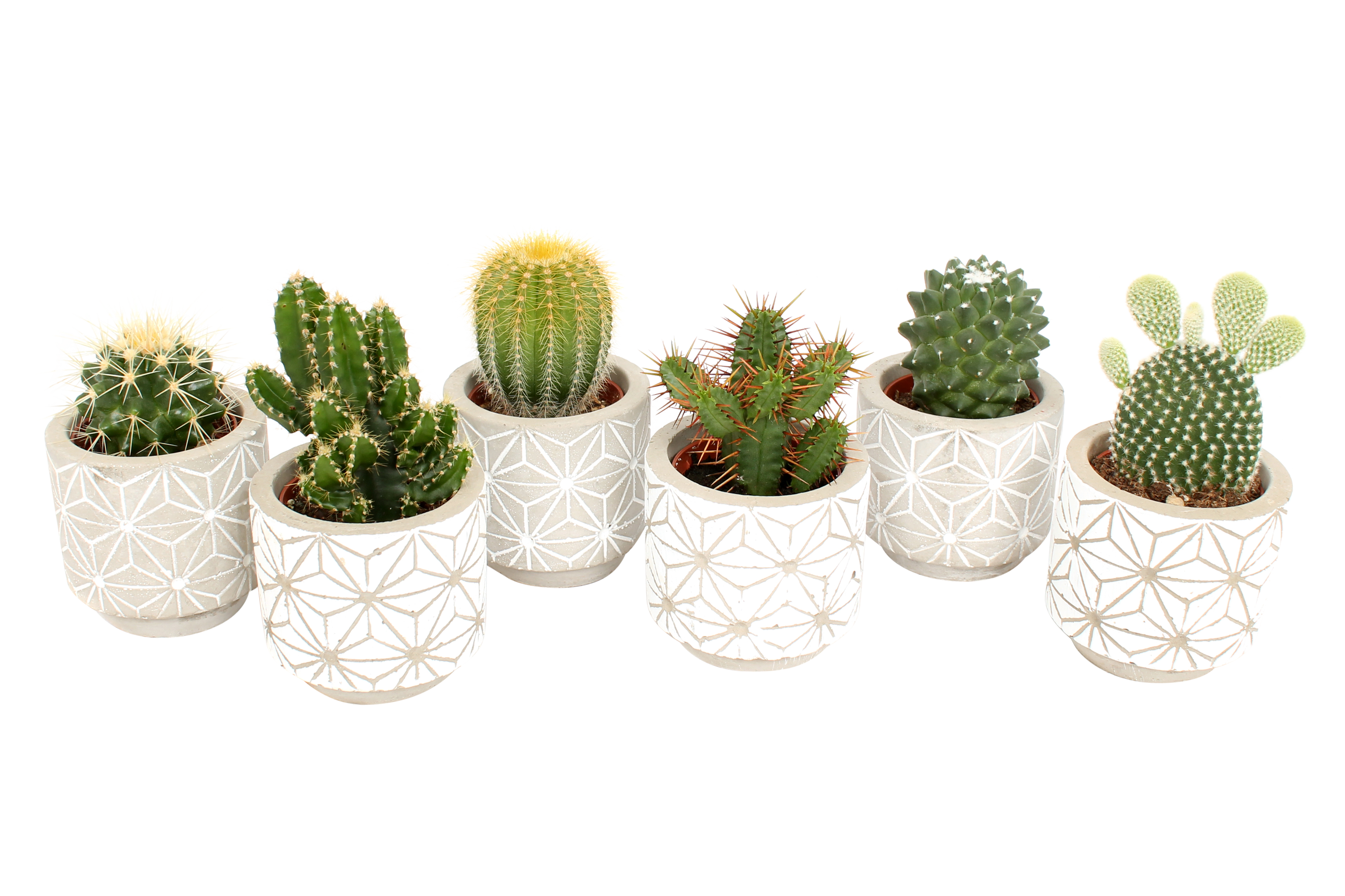 Kaktus w ozdobnej osłonce ceramicznej mix 12 cm