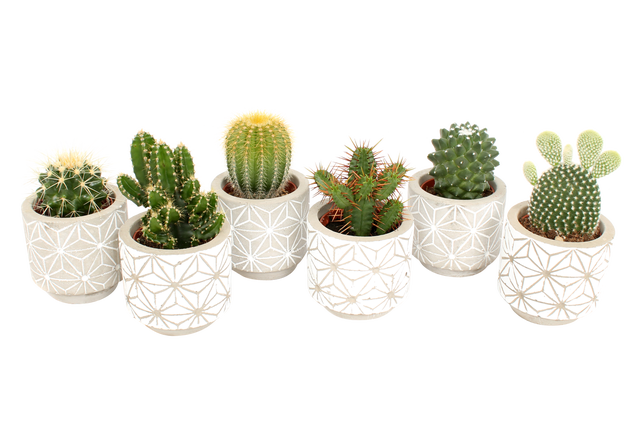 Kaktus w ozdobnej osłonce ceramicznej mix 12 cm