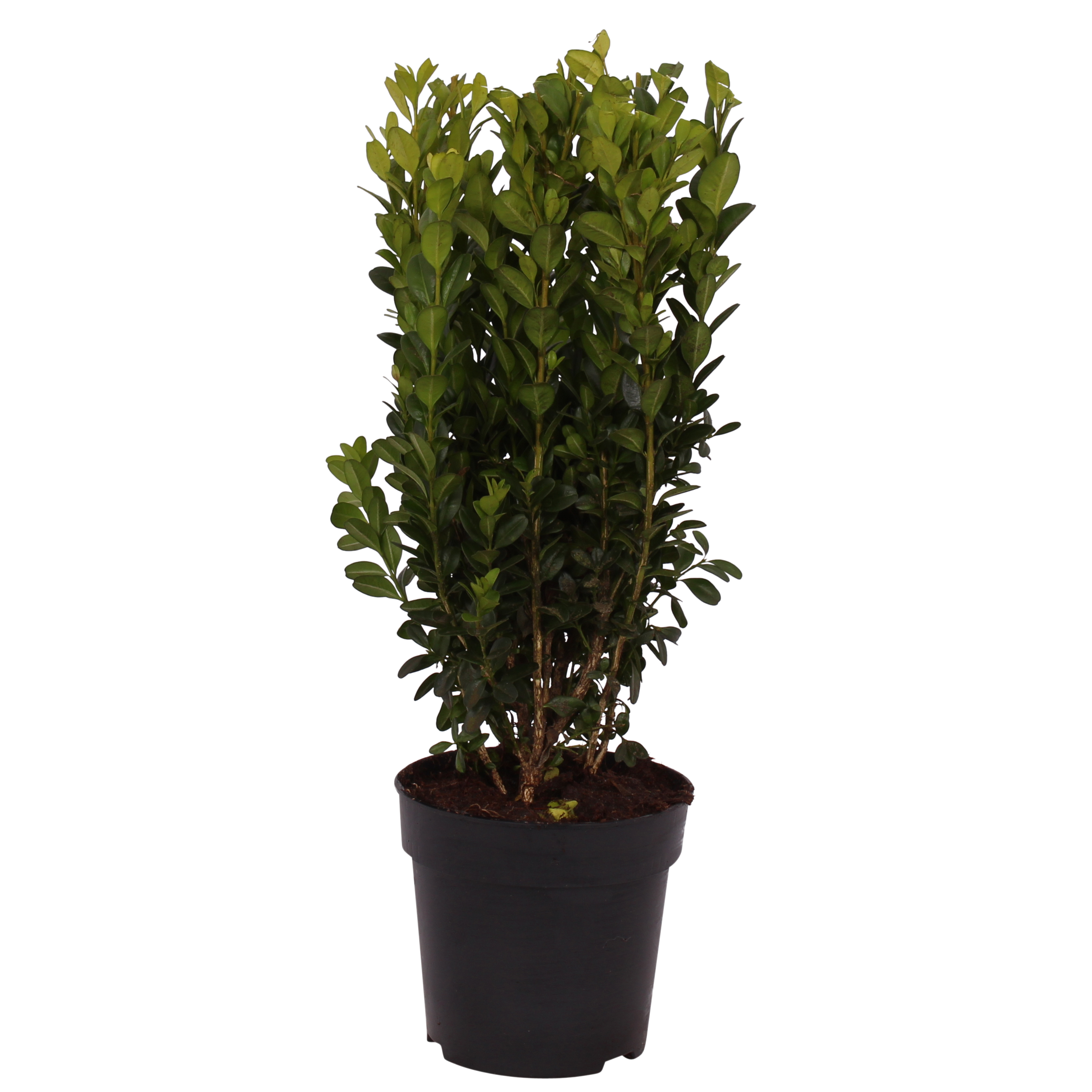 Bukszpan wieczniezielony 20-25 cm