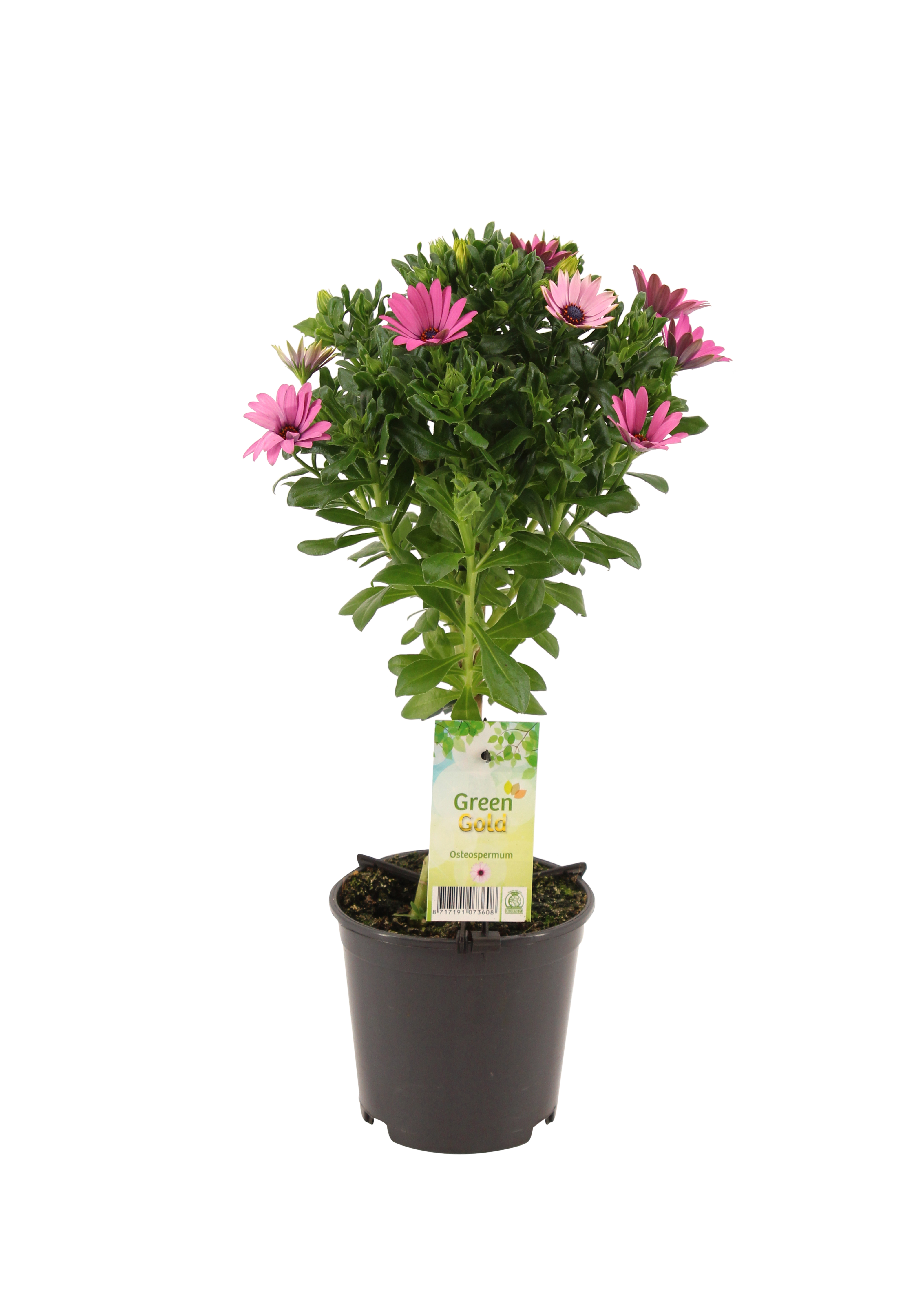 Osteospermum Stokrotka mix 50 cm