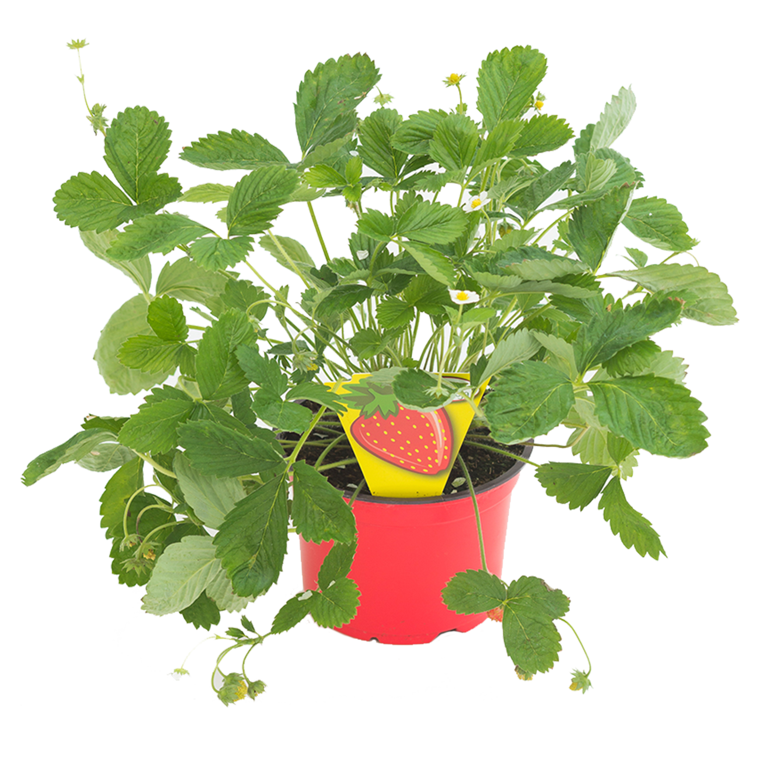 Poziomka 10-20 cm Twoja plantacja