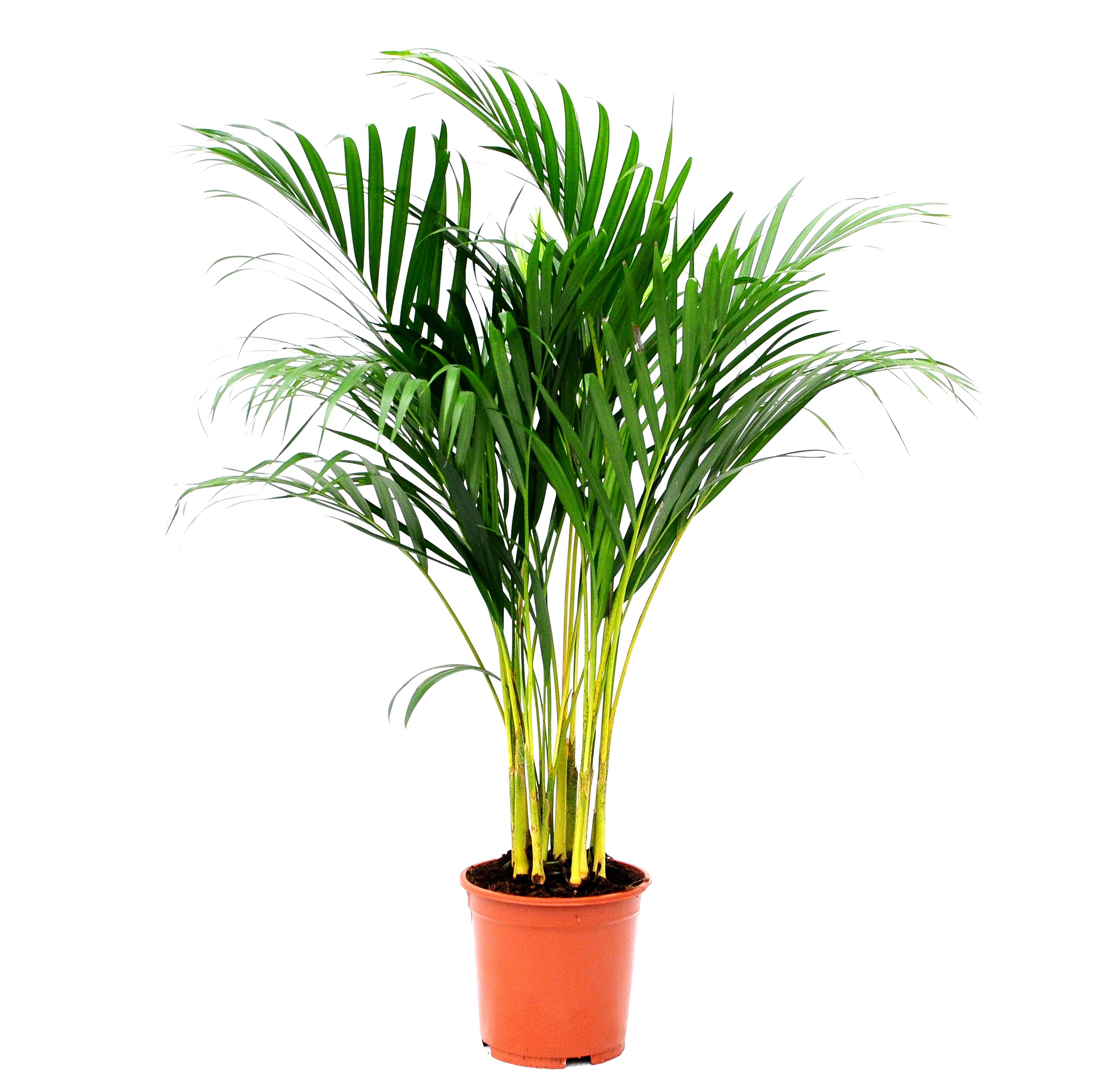 Areka 80 - 100 cm - Leroy Merlin