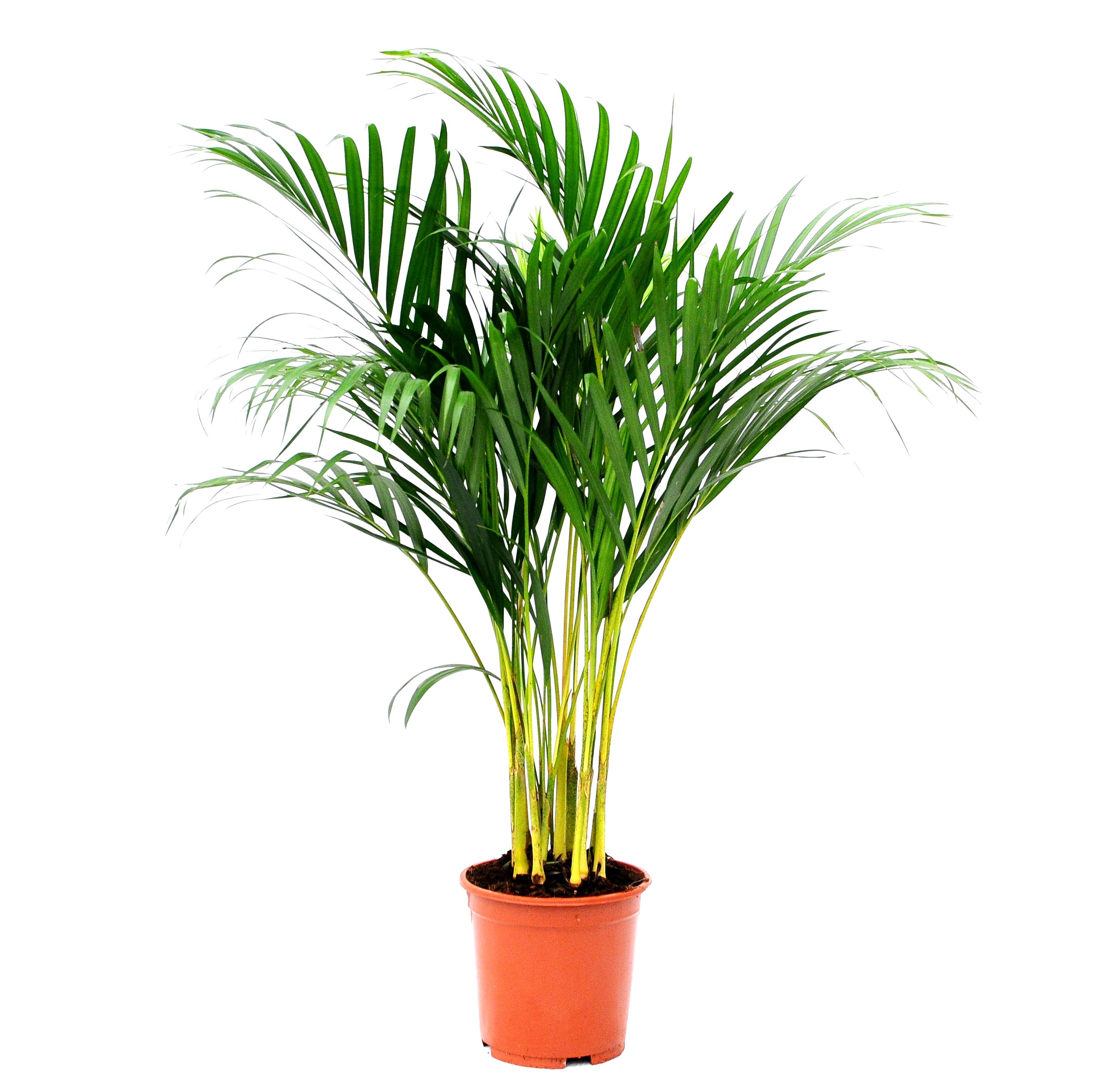 Areka 80 - 100 cm - Leroy Merlin