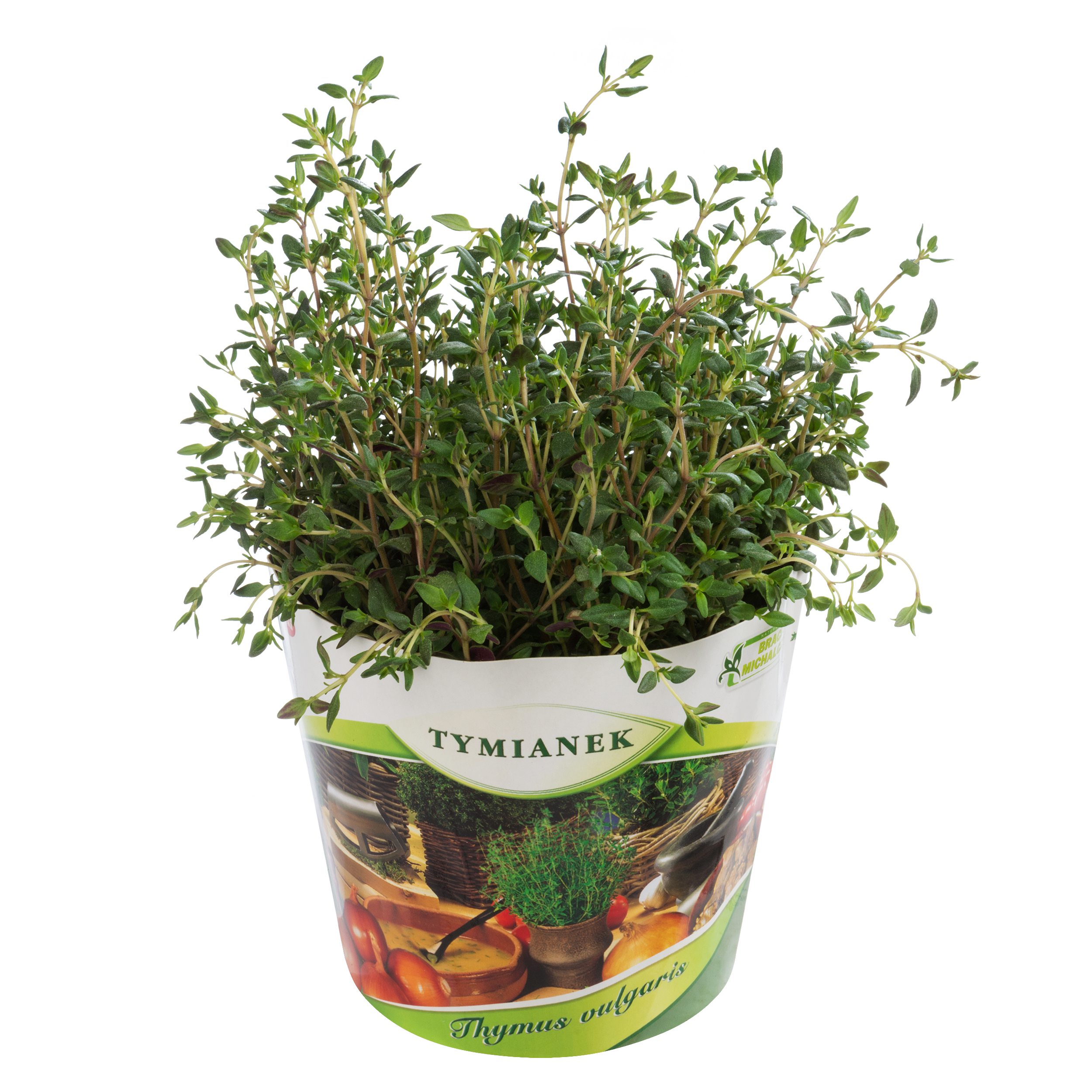 Tymianek Macierzanka zwyczajna 25-35 cm