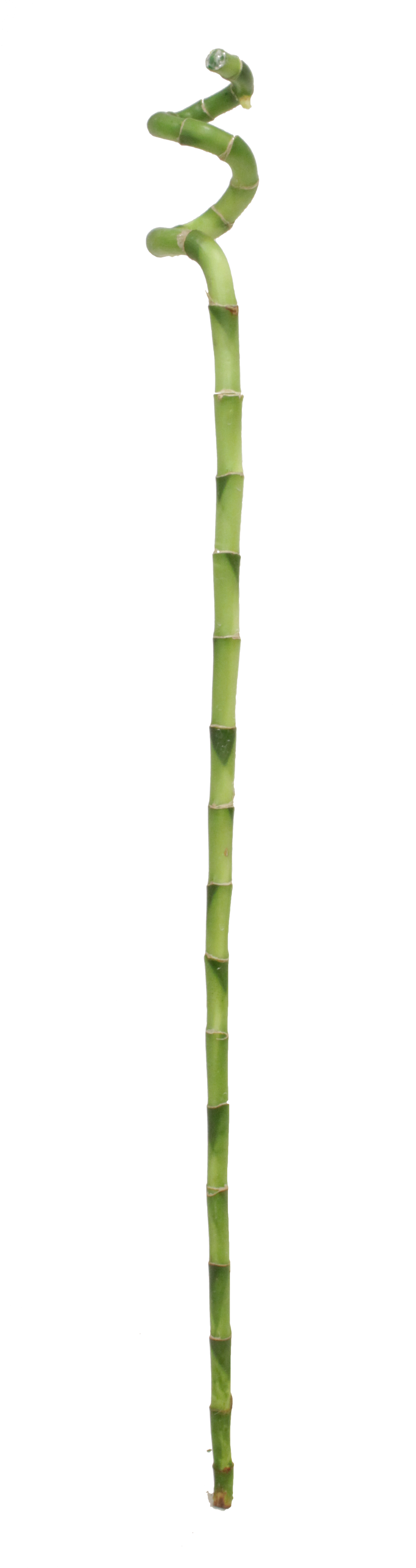 Dracena Lucky Bamboo Spirala 70 cm