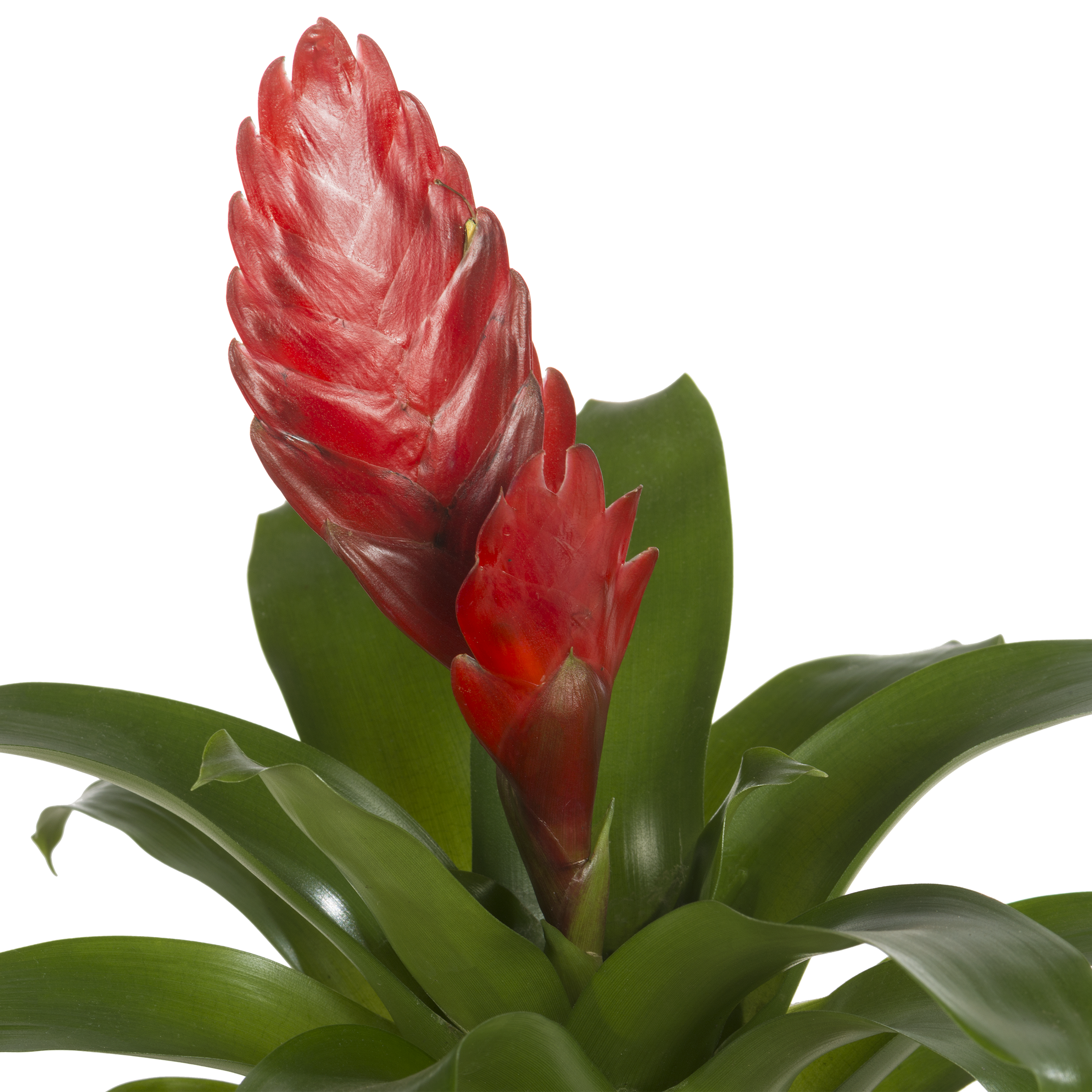 Bromelia mix 30 cm - 5