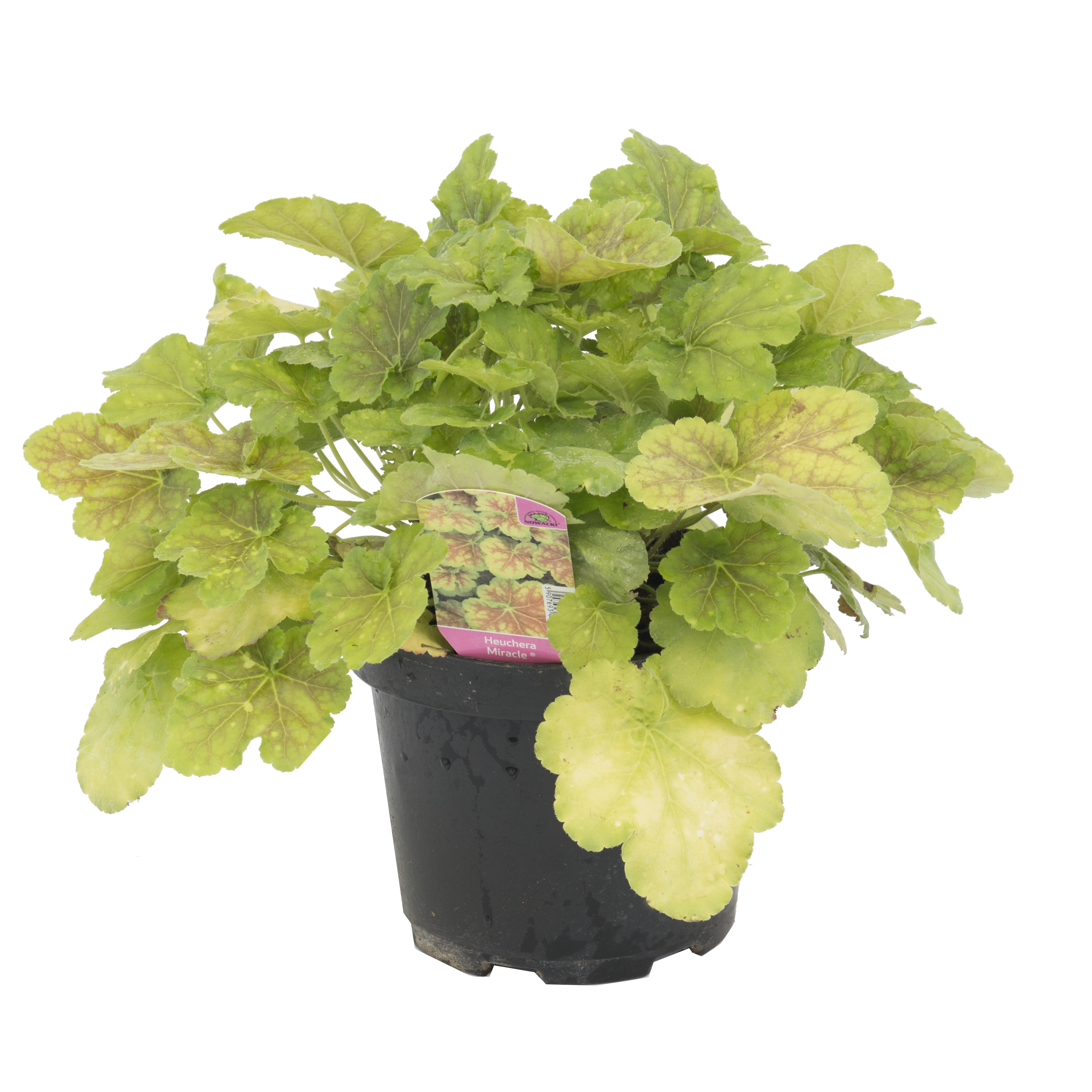 Żurawka mix 20-40 cm
