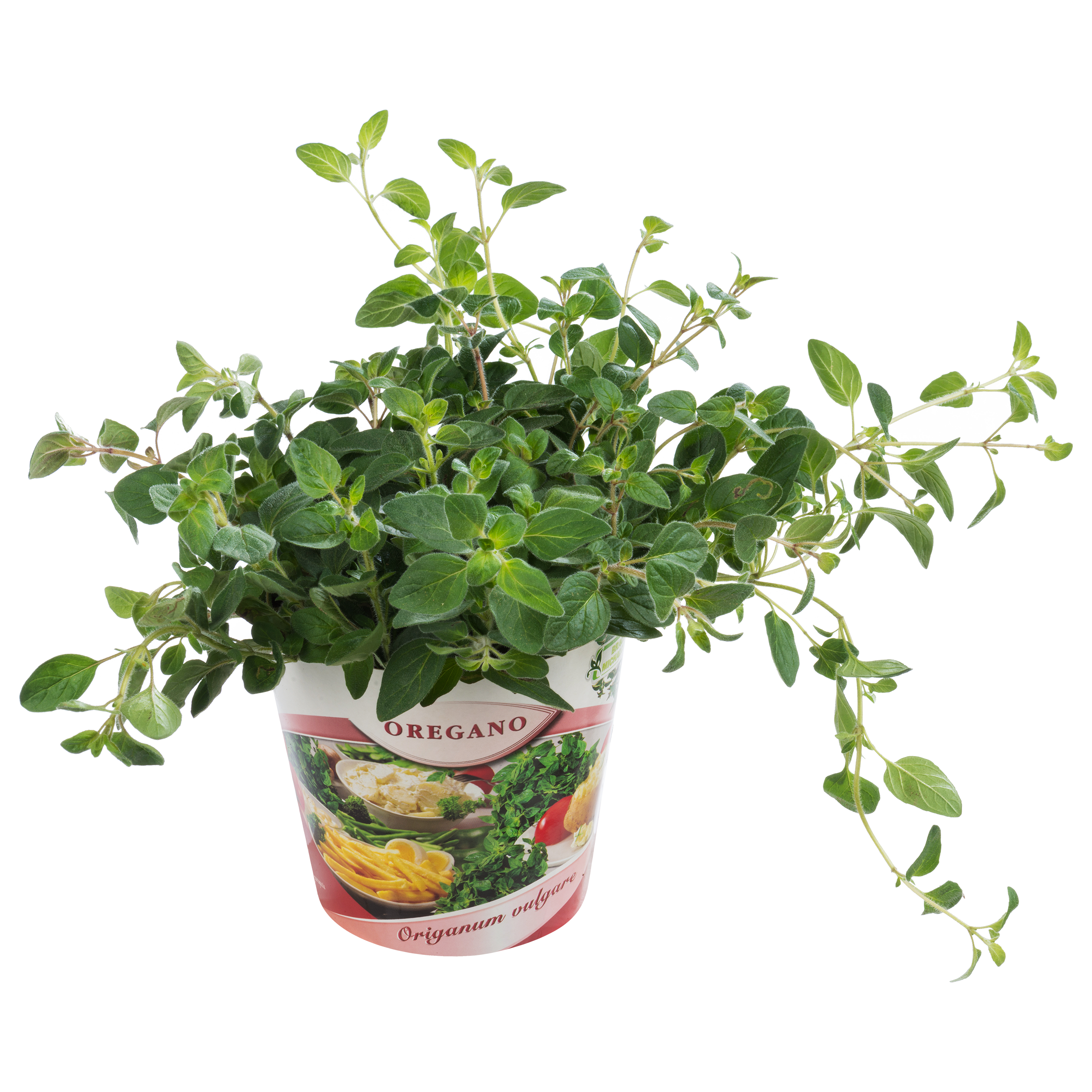 Oregano przyprawa 25-35 cm