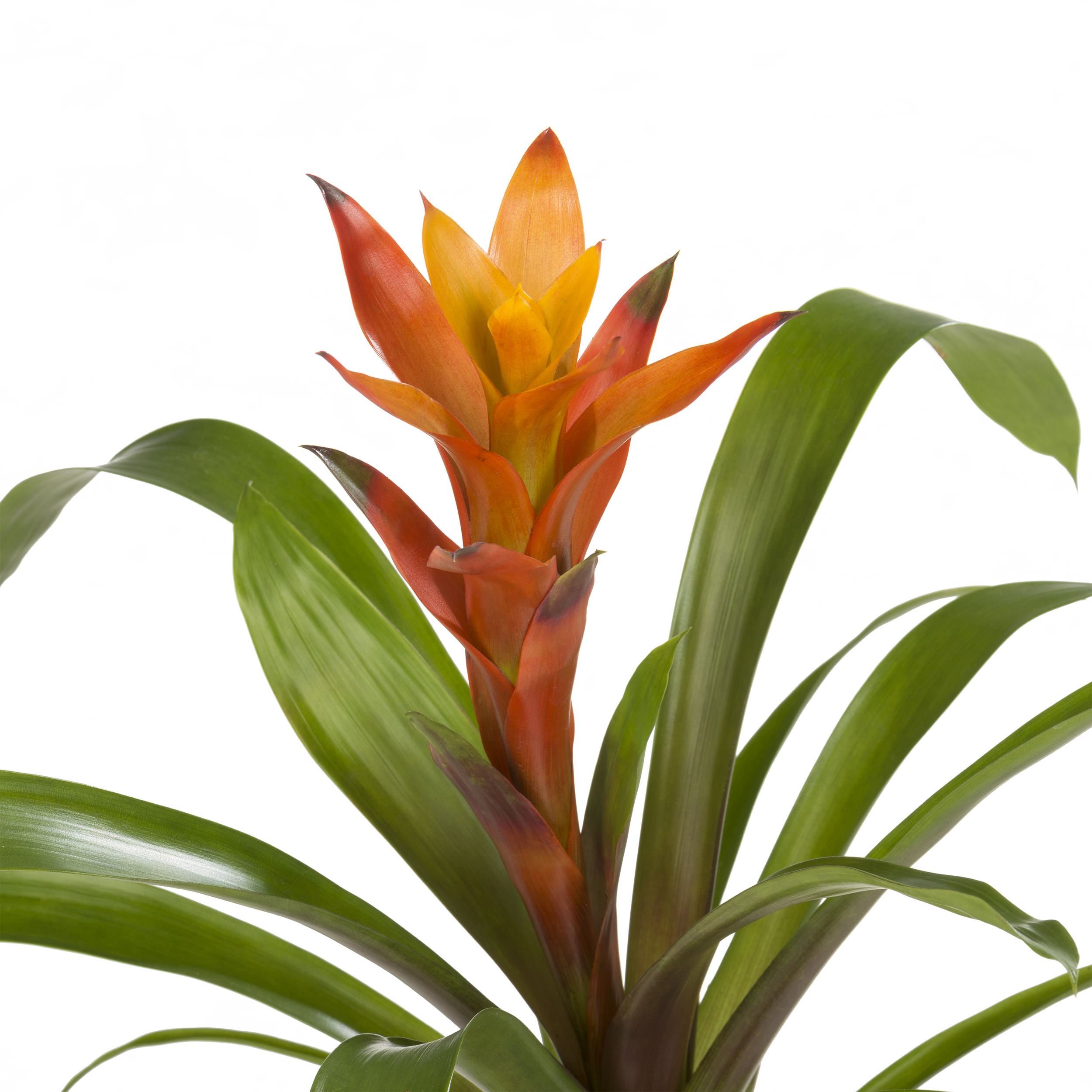 Bromelia mix 30 cm - 4