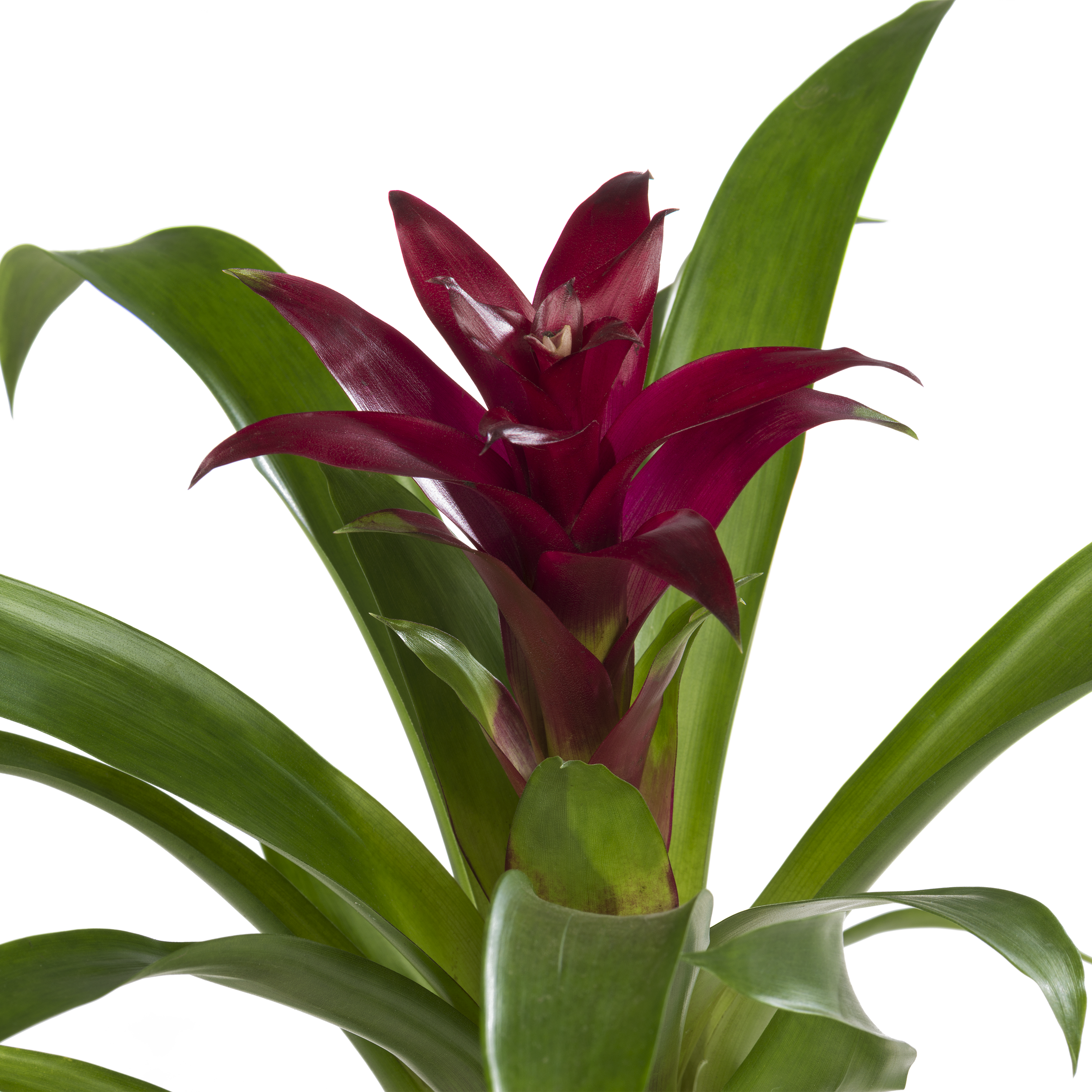 Bromelia mix 30 cm - 3