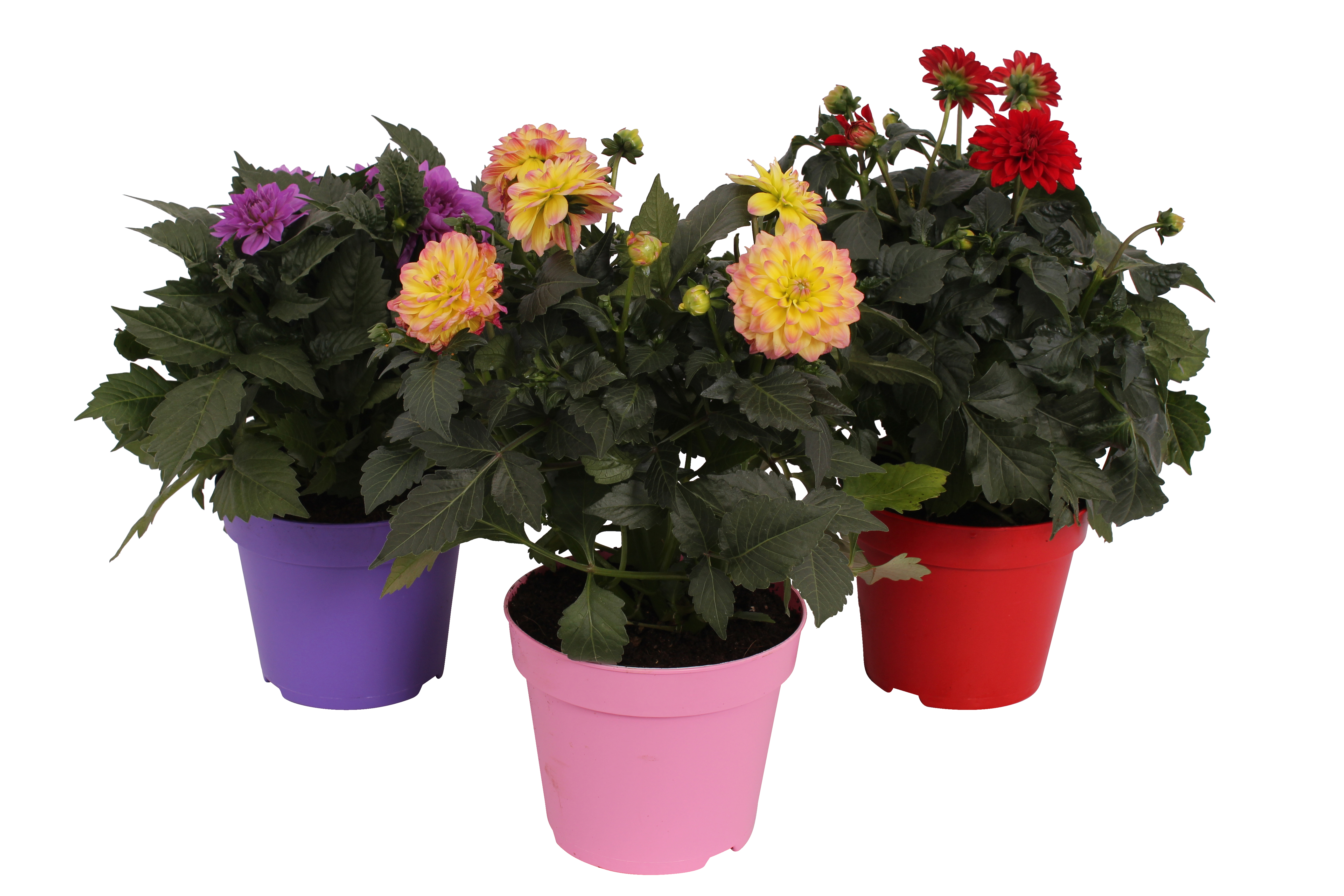 Dalia Georginia 35-45 cm