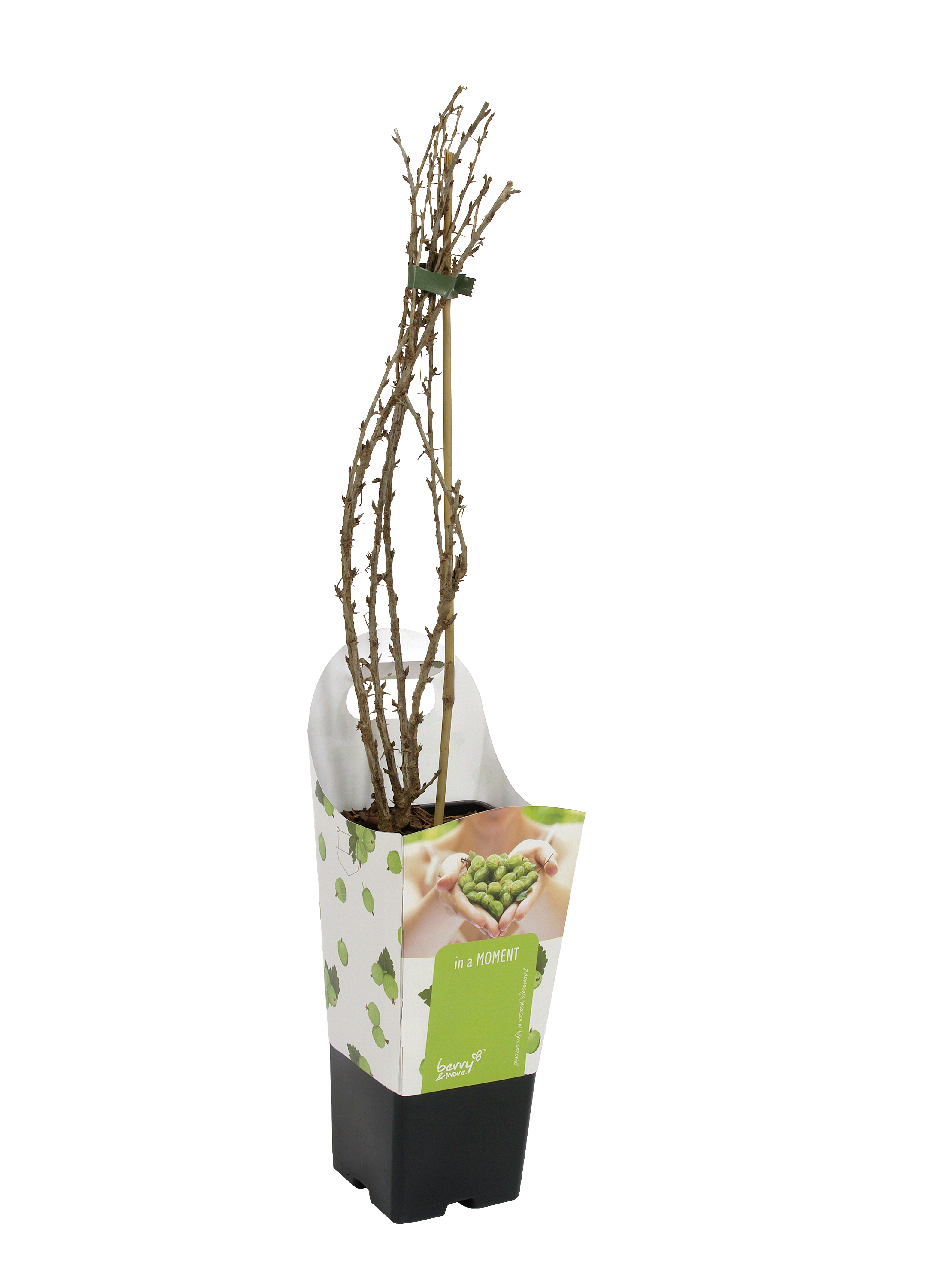 Agrest zielony 60 cm Berry&amp;More™