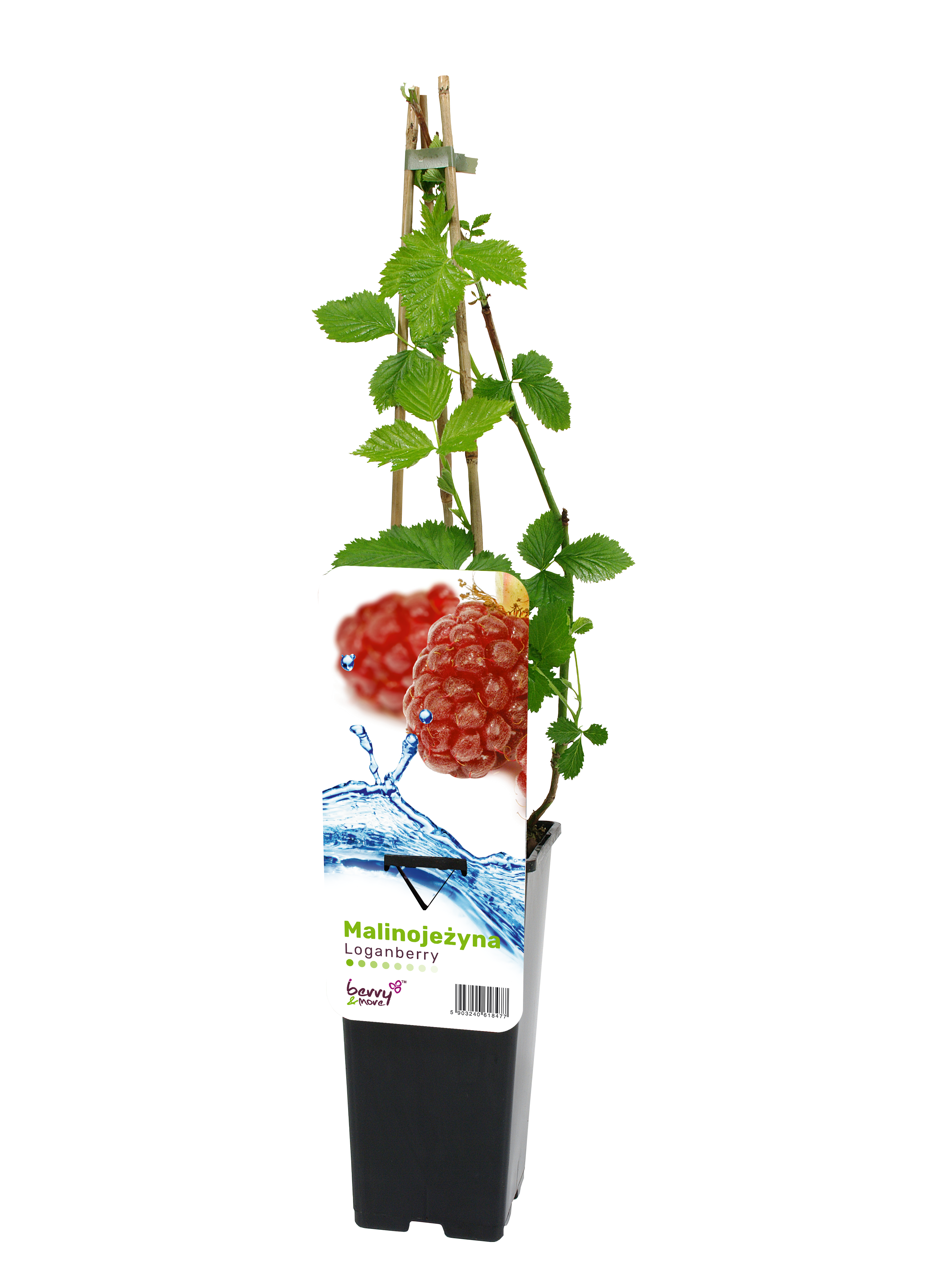 Malinojeżyna Loganberry 45 cm Berry&amp;More™