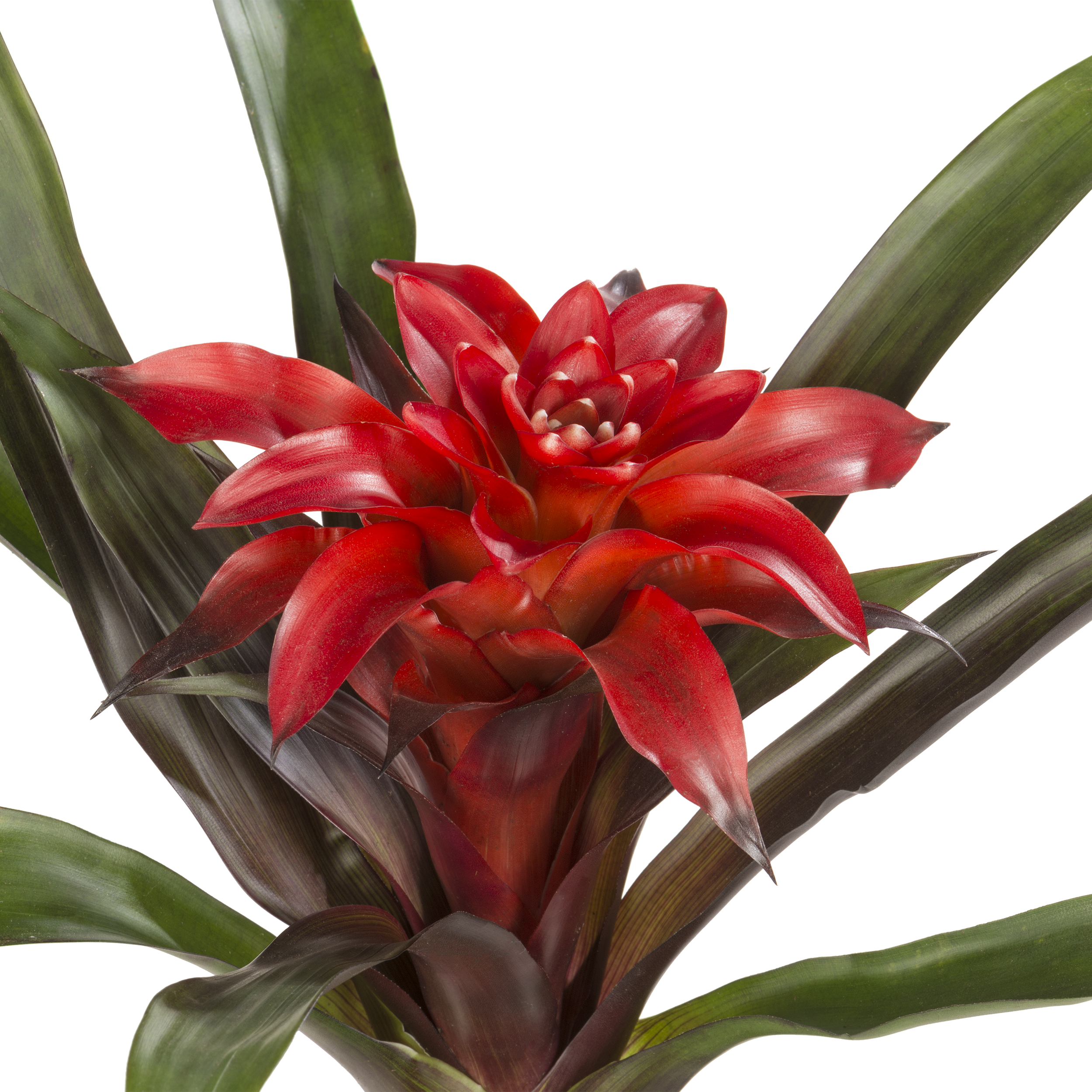 Bromelia mix 30 cm - 2