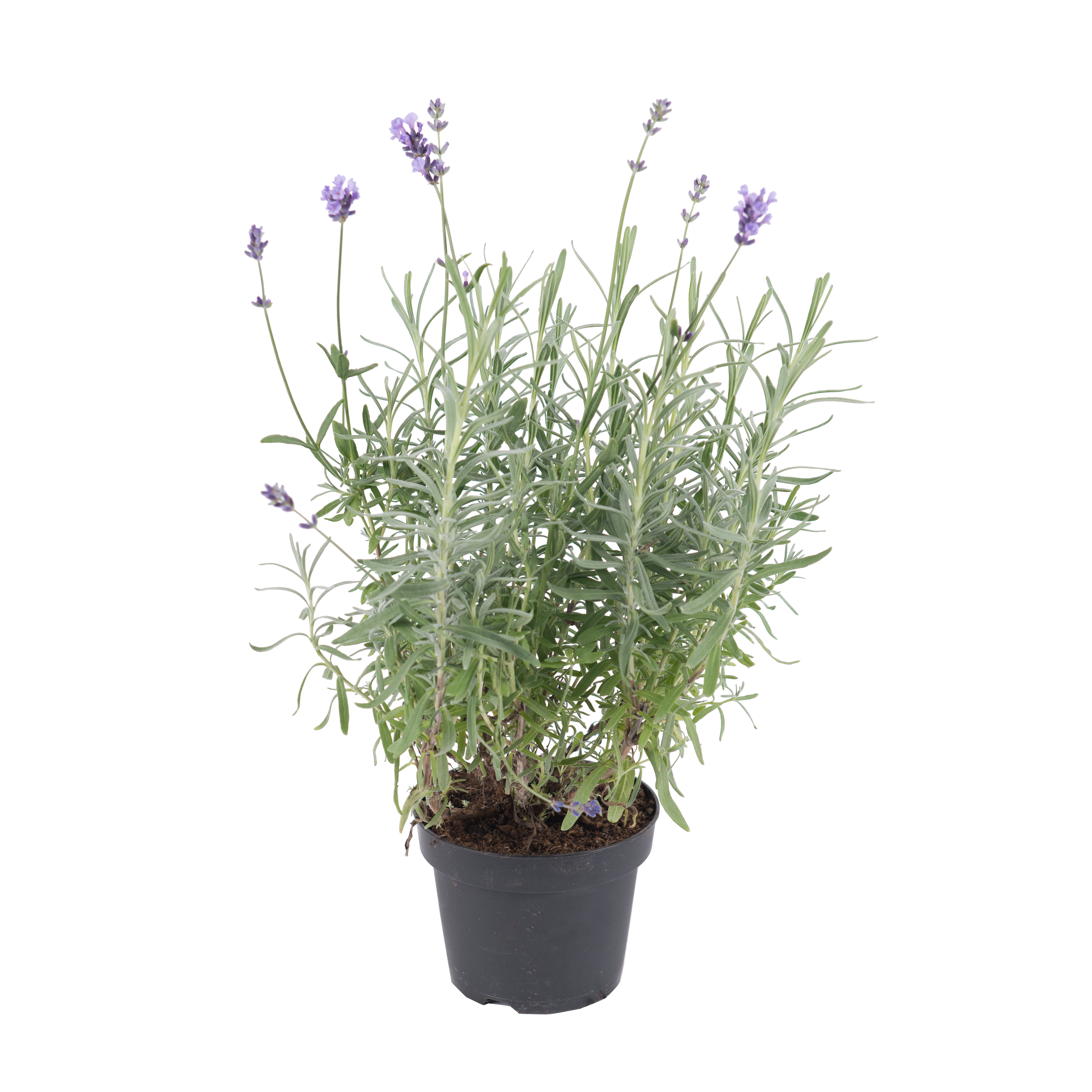 Lawenda wąskolistna 20-40 cm