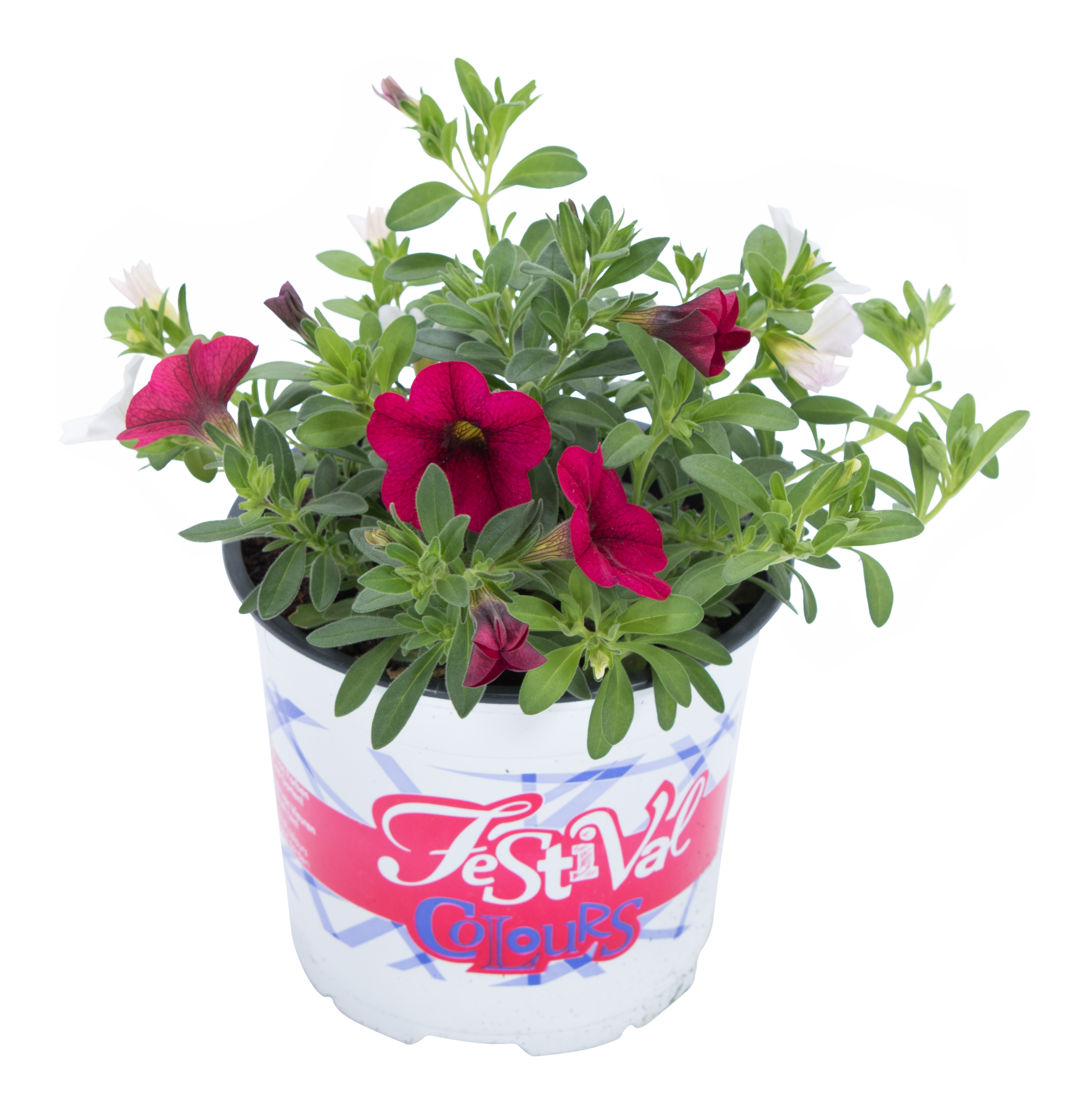 Calibrachoa Festival mix 15 - 20 cm