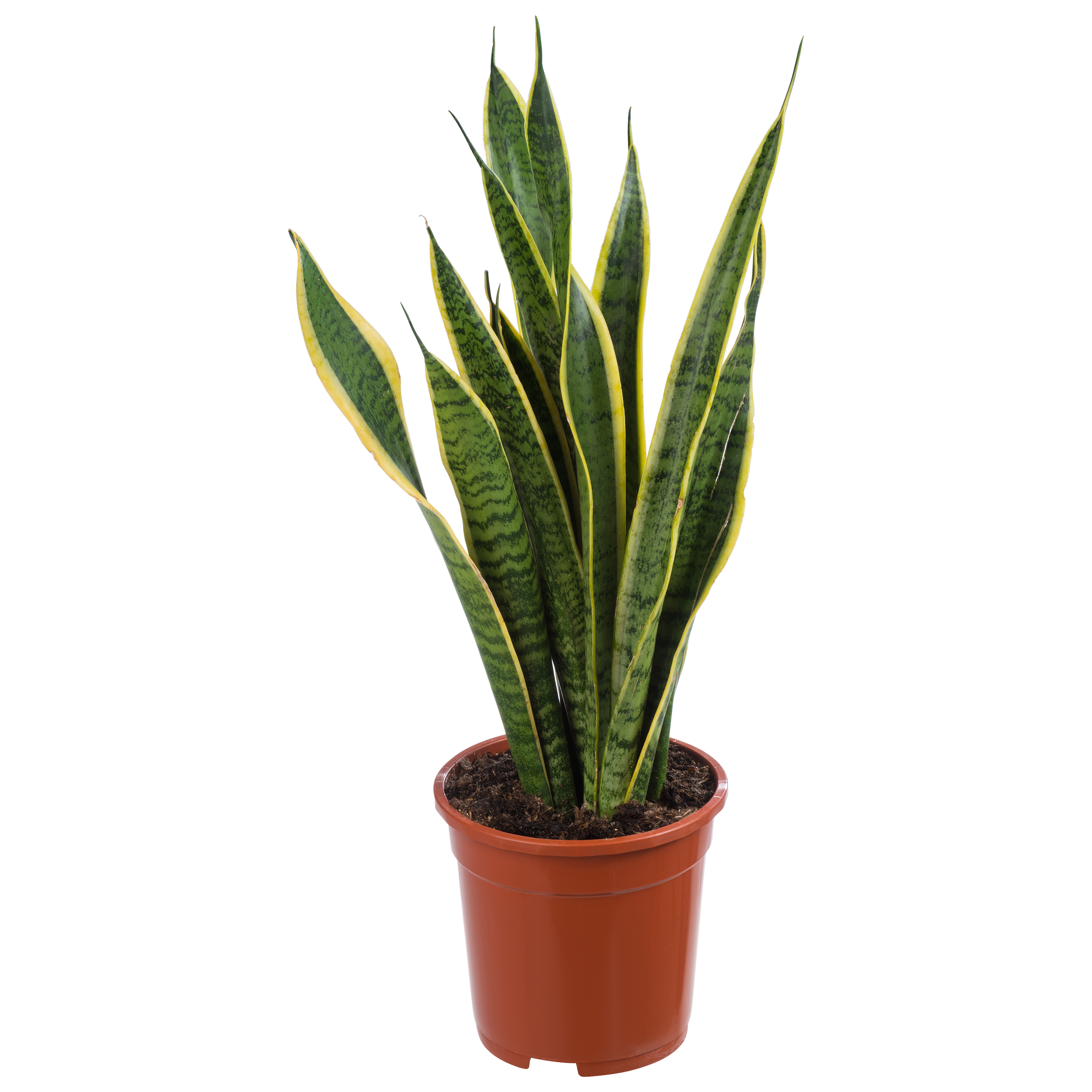 Sansewieria gwinejska mix 70 cm
