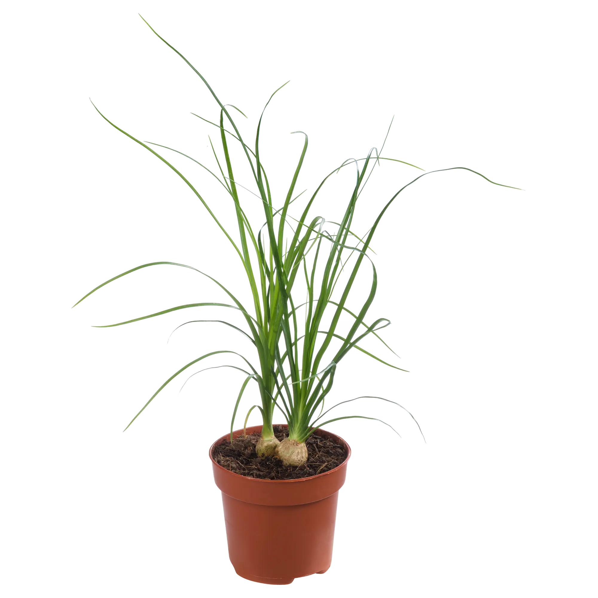 Nolina wygięta Beukarnea 35-40 cm