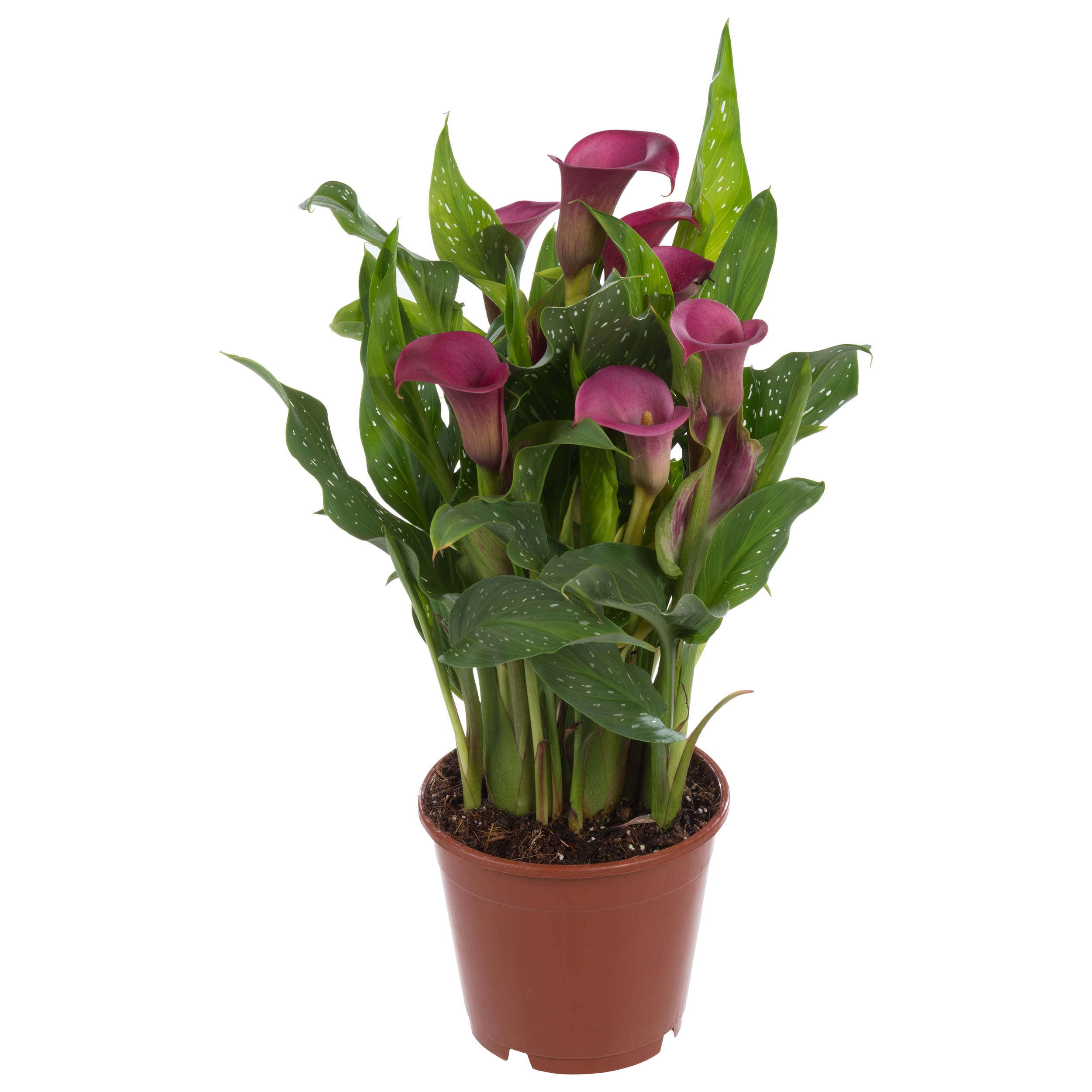 Zantedeschia mix 42-49 cm