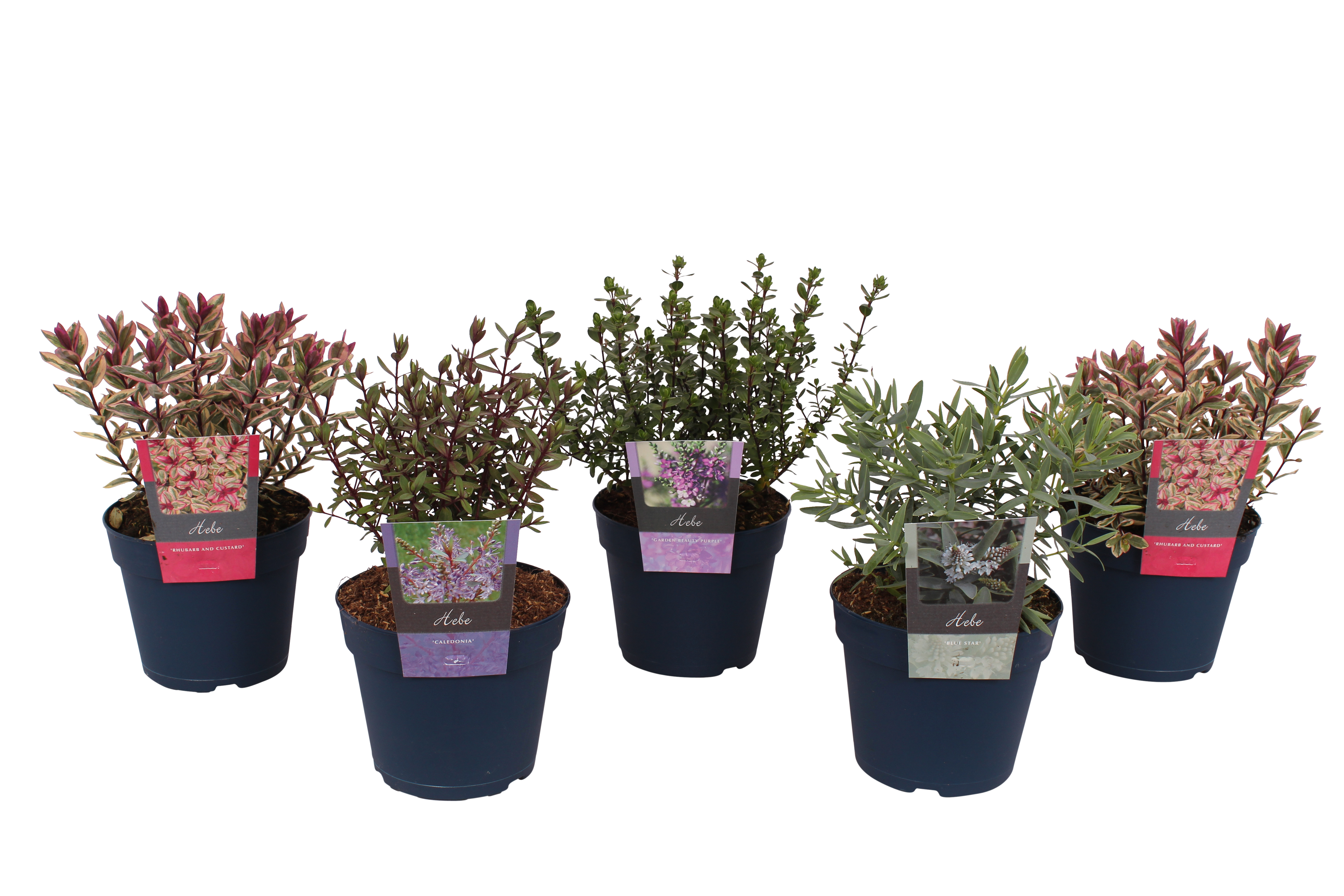 Hebe zimozielone mix 15-20 cm