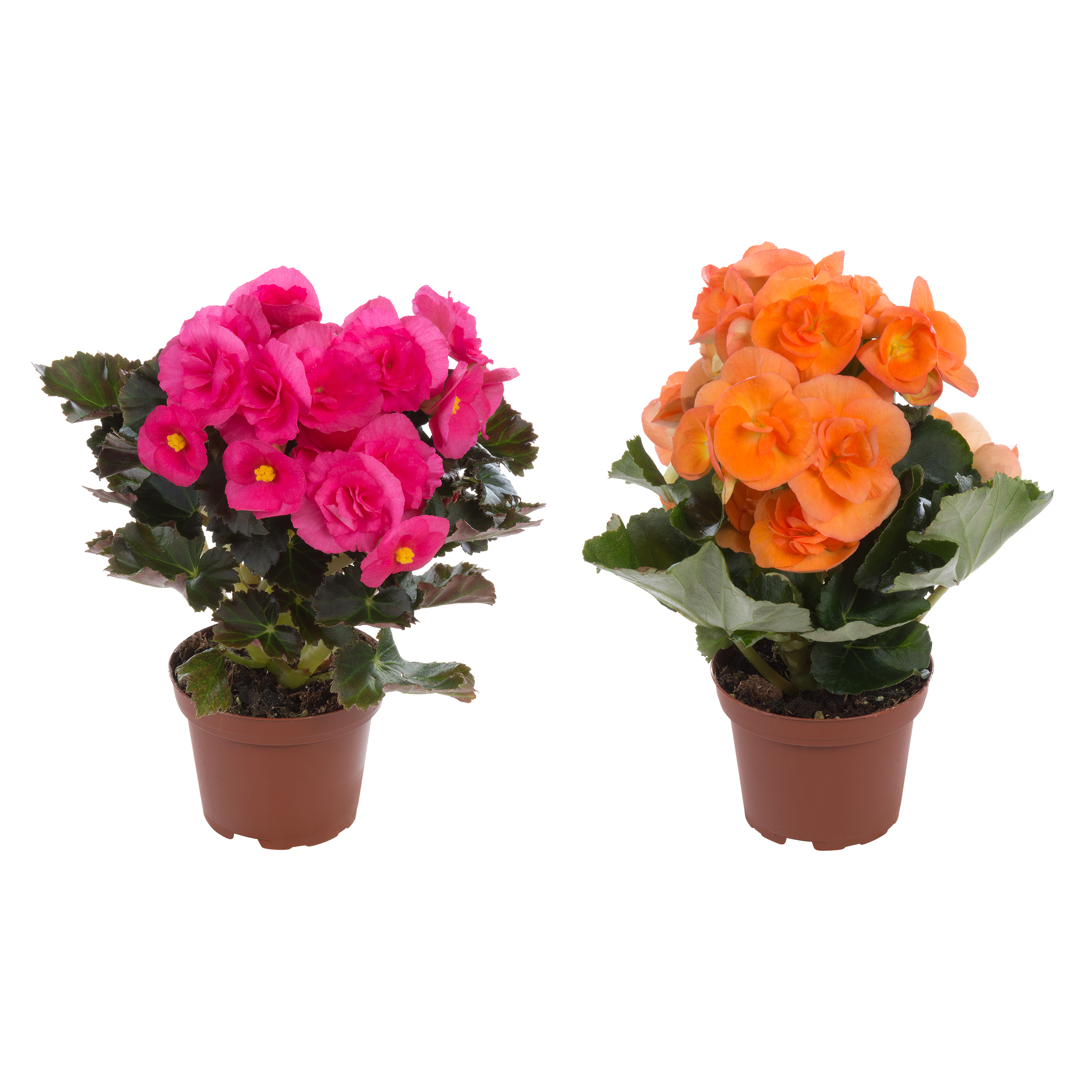 Begonia zimowa Elatior mix 25cm