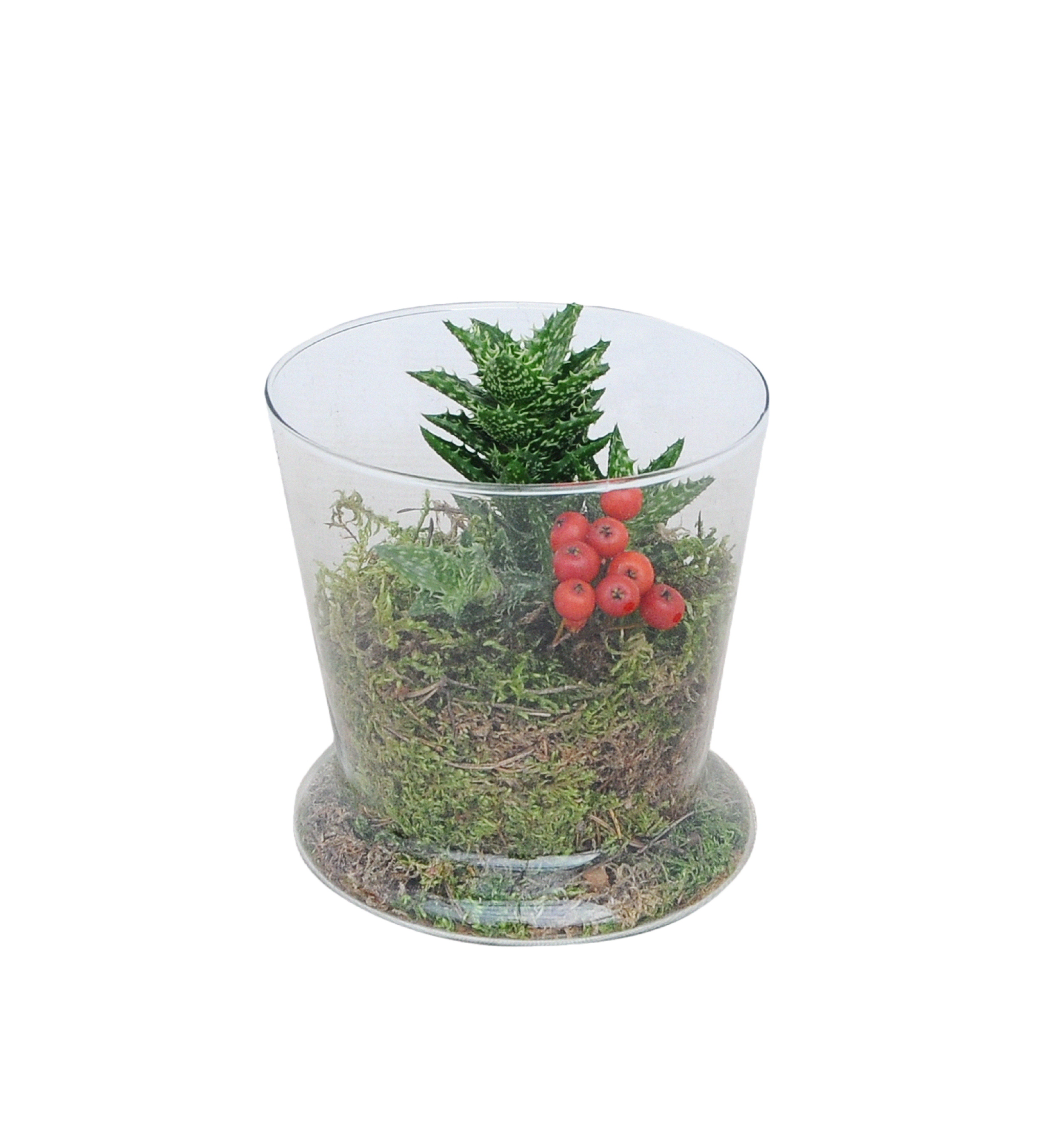 Sukulenty w osłonce szklanej mix 20 cm