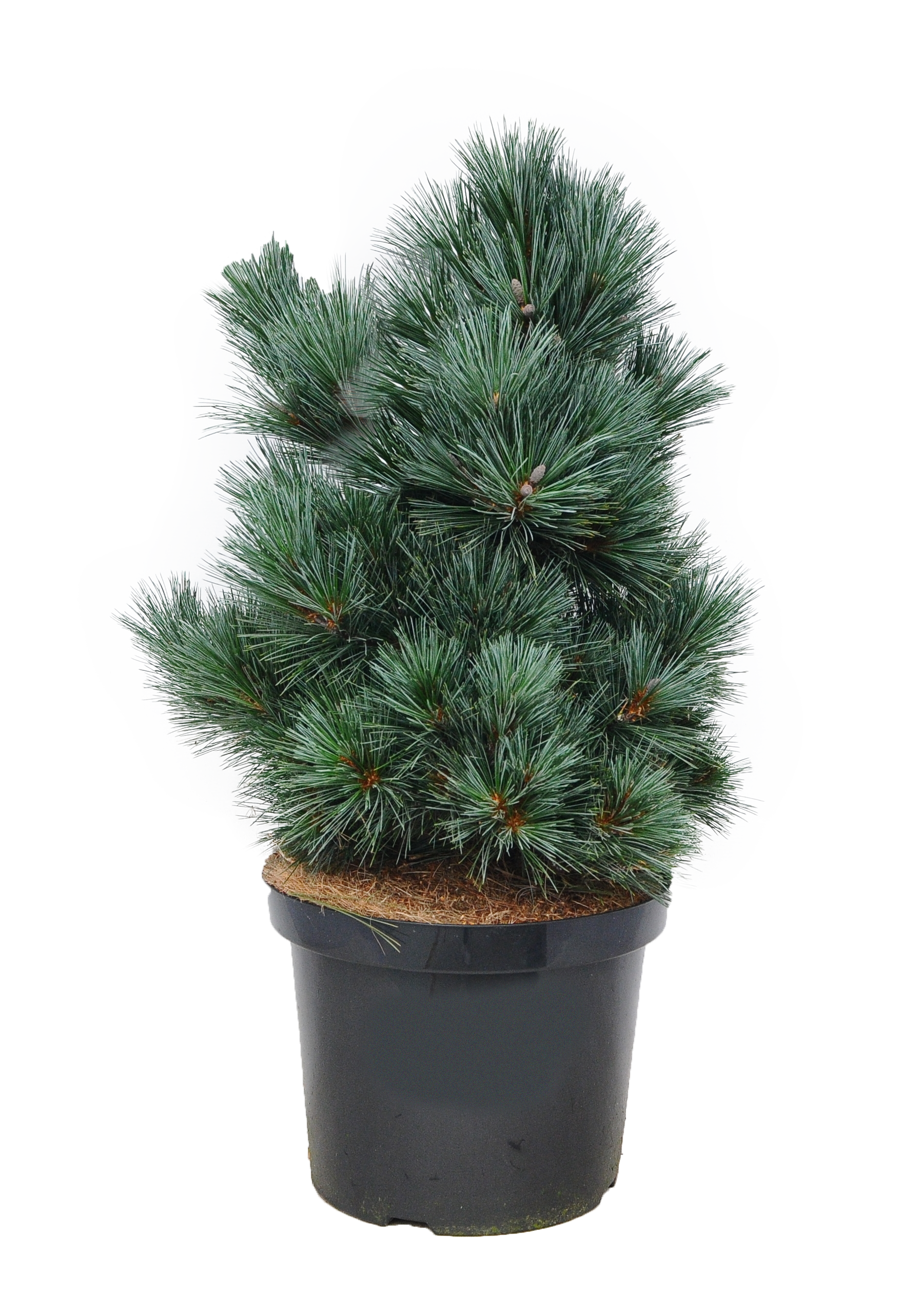 Sosna wejmutka Pygmaea 40-50 cm