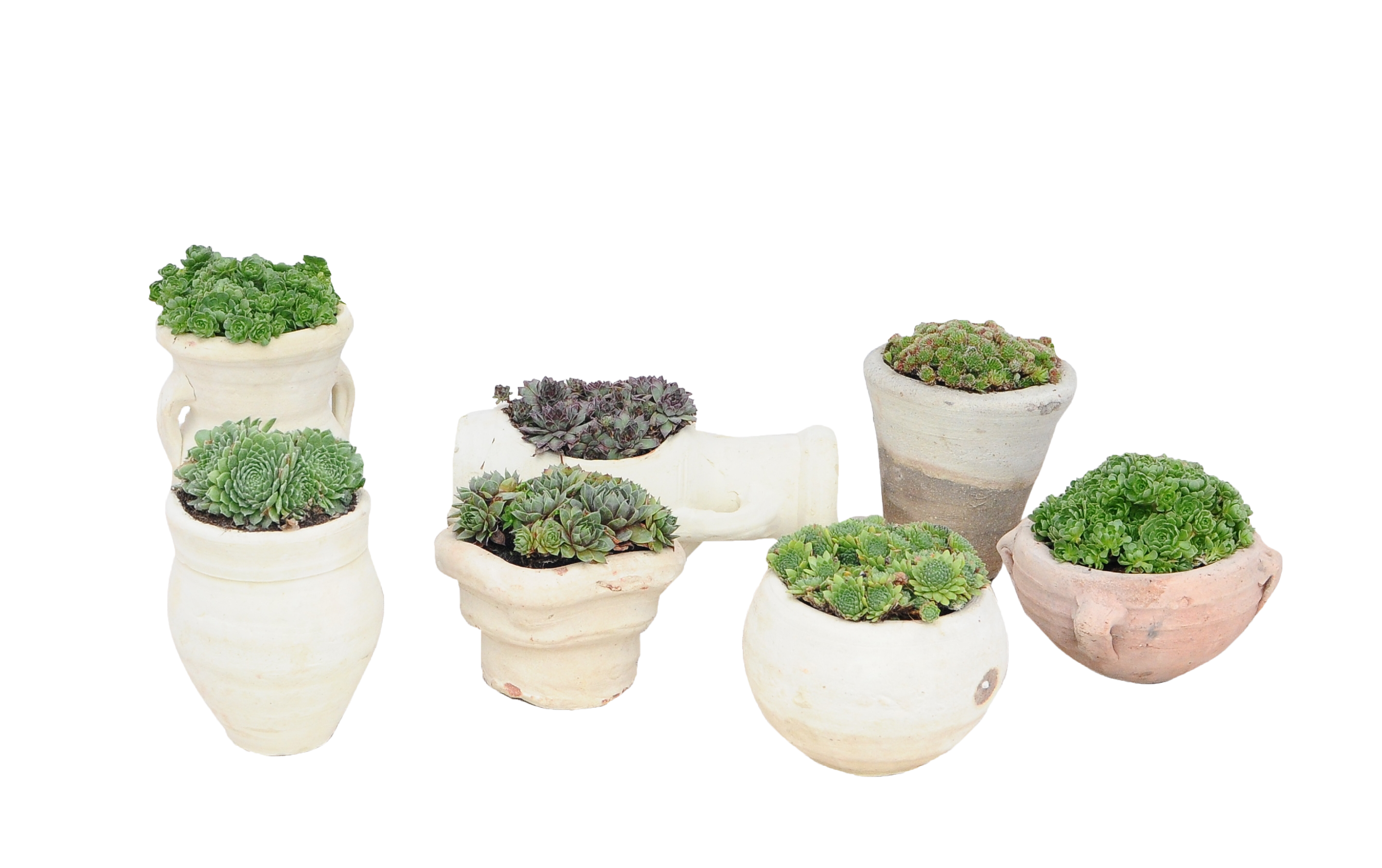 Rojnik mix 10 cm w osłonce glinianej