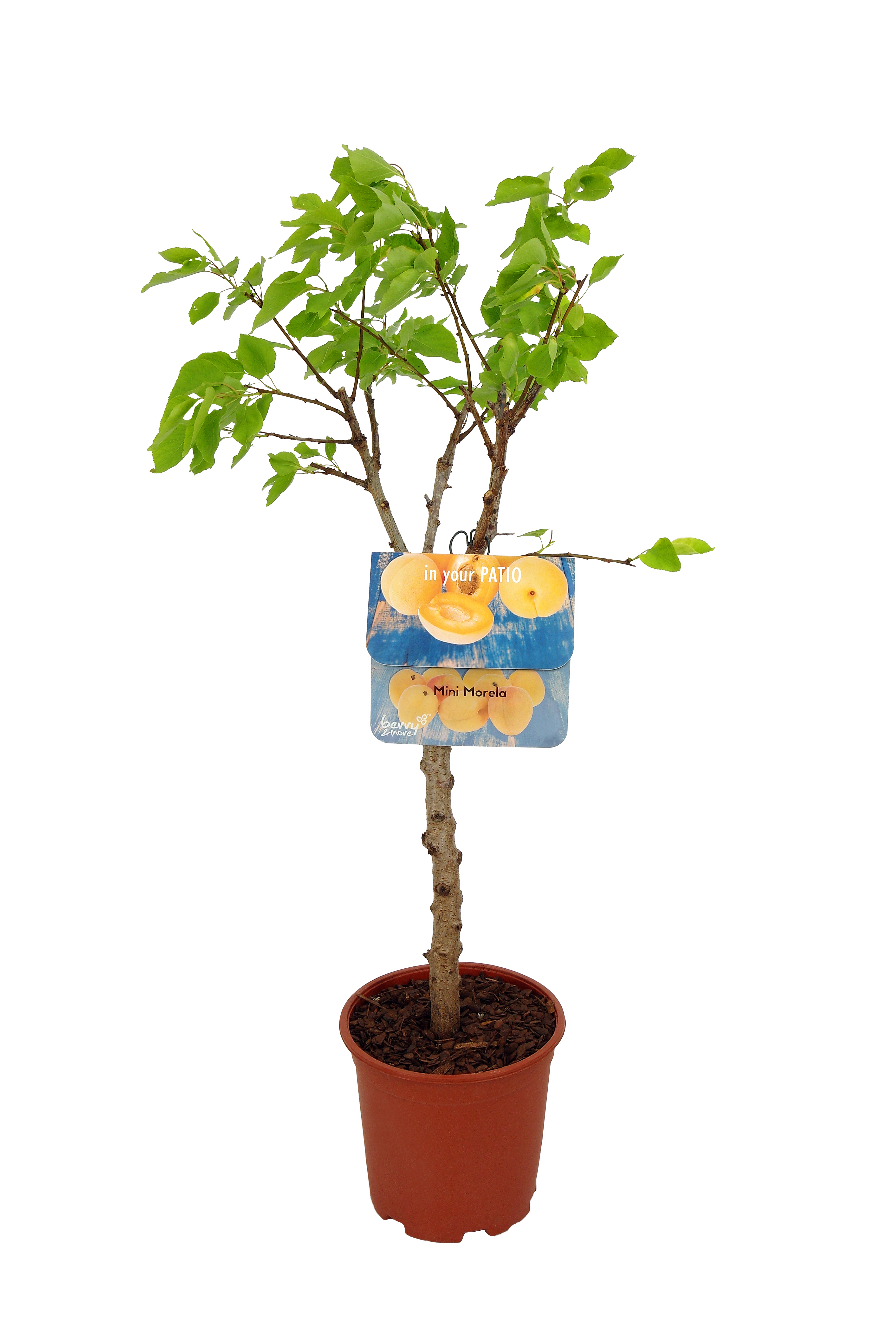 Morela karłowa 60-80 cm Berry&amp;More™
