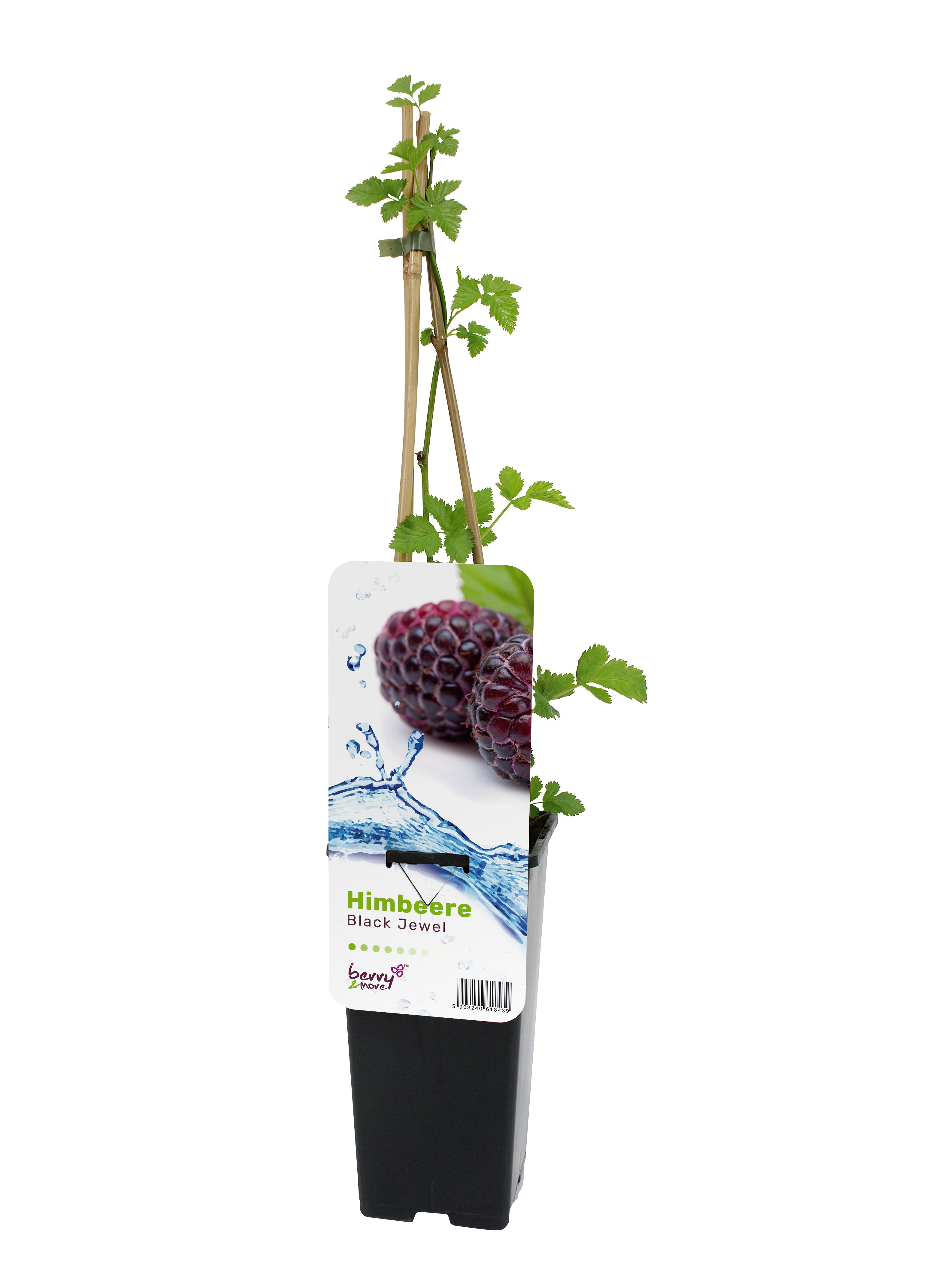 Malina czarna Black jewel 45 cm Berry&amp;More™