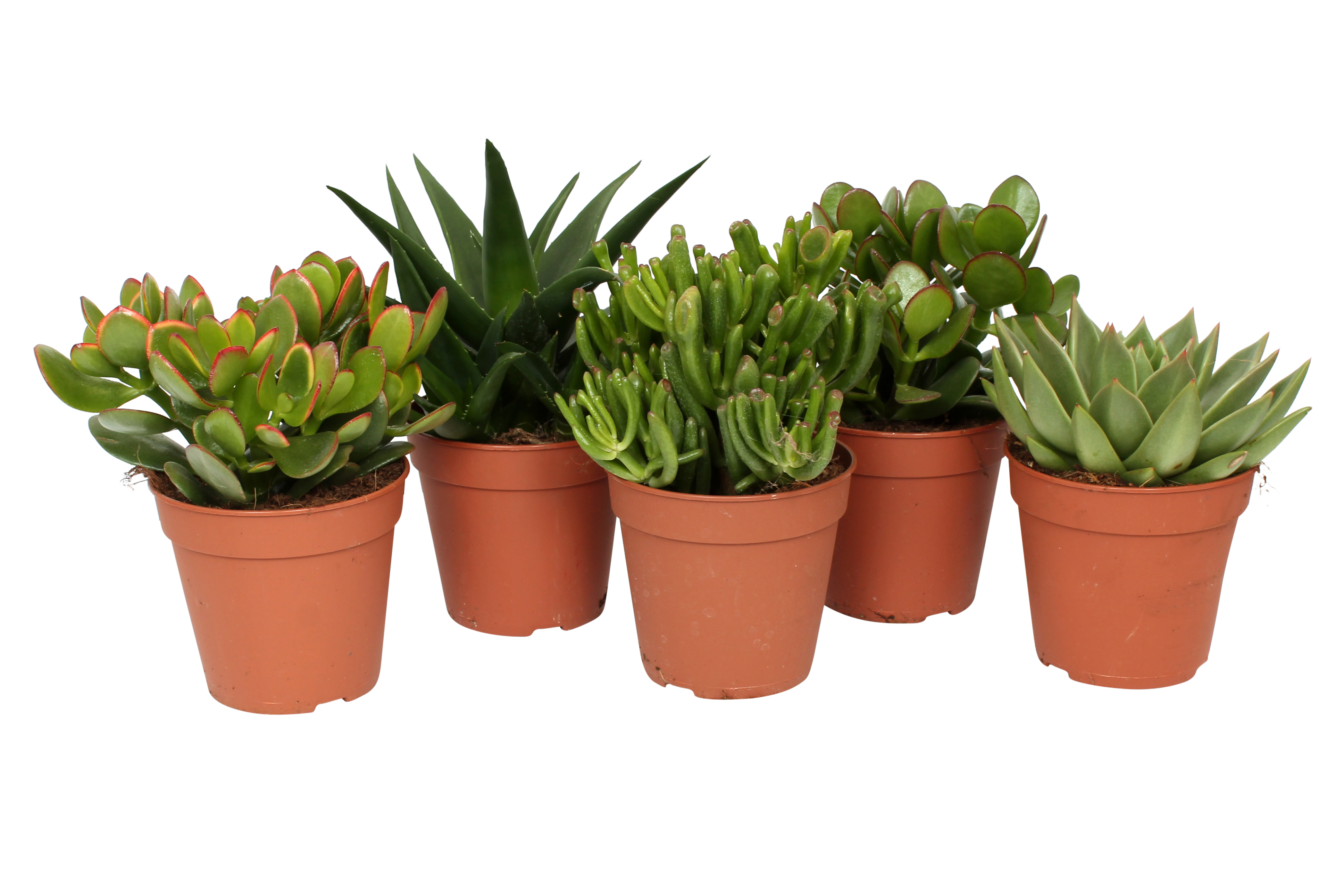 Sukulenty mix 13 cm