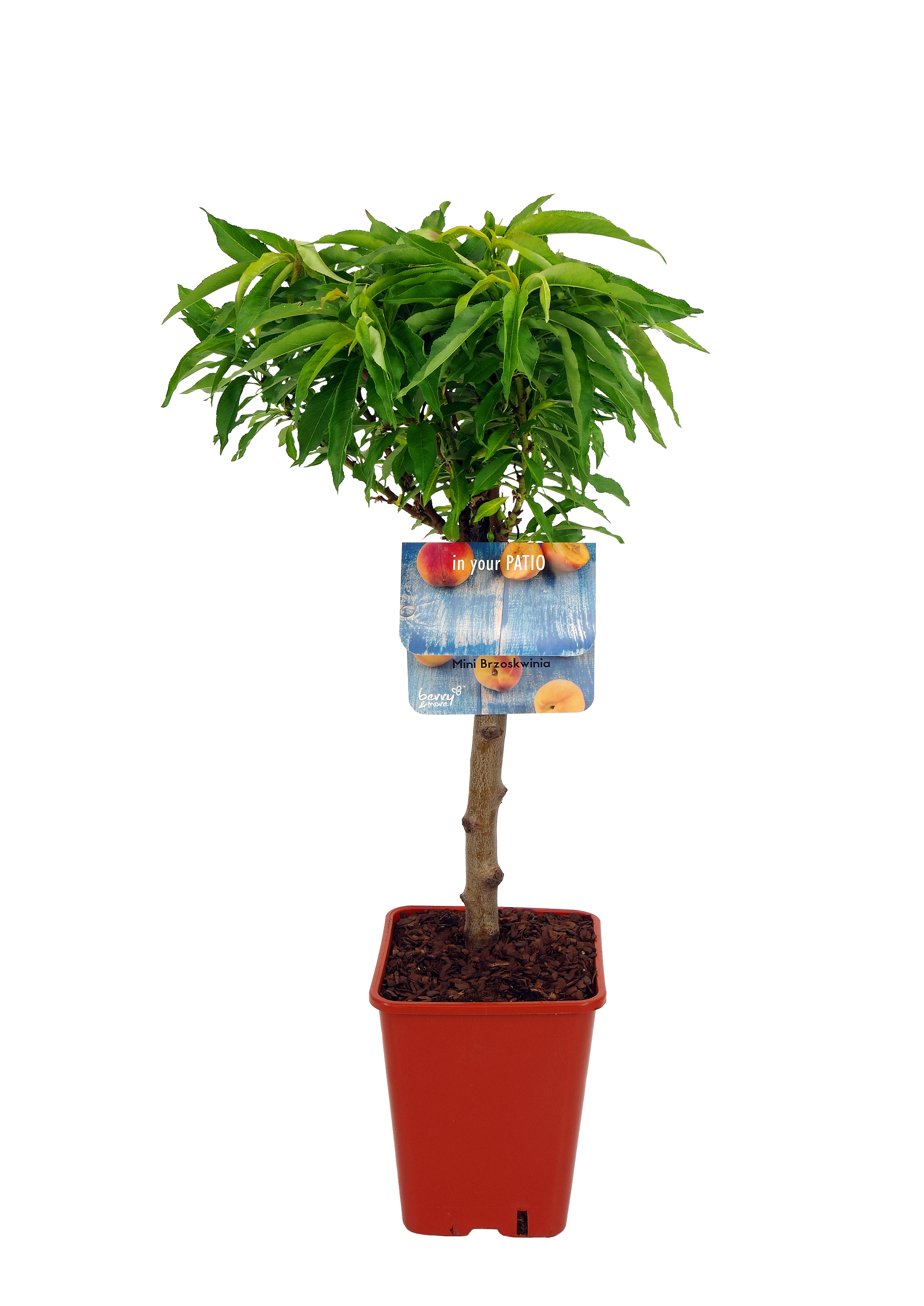 Brzoskwinia karłowa 60-80 cm Berry&amp;More™