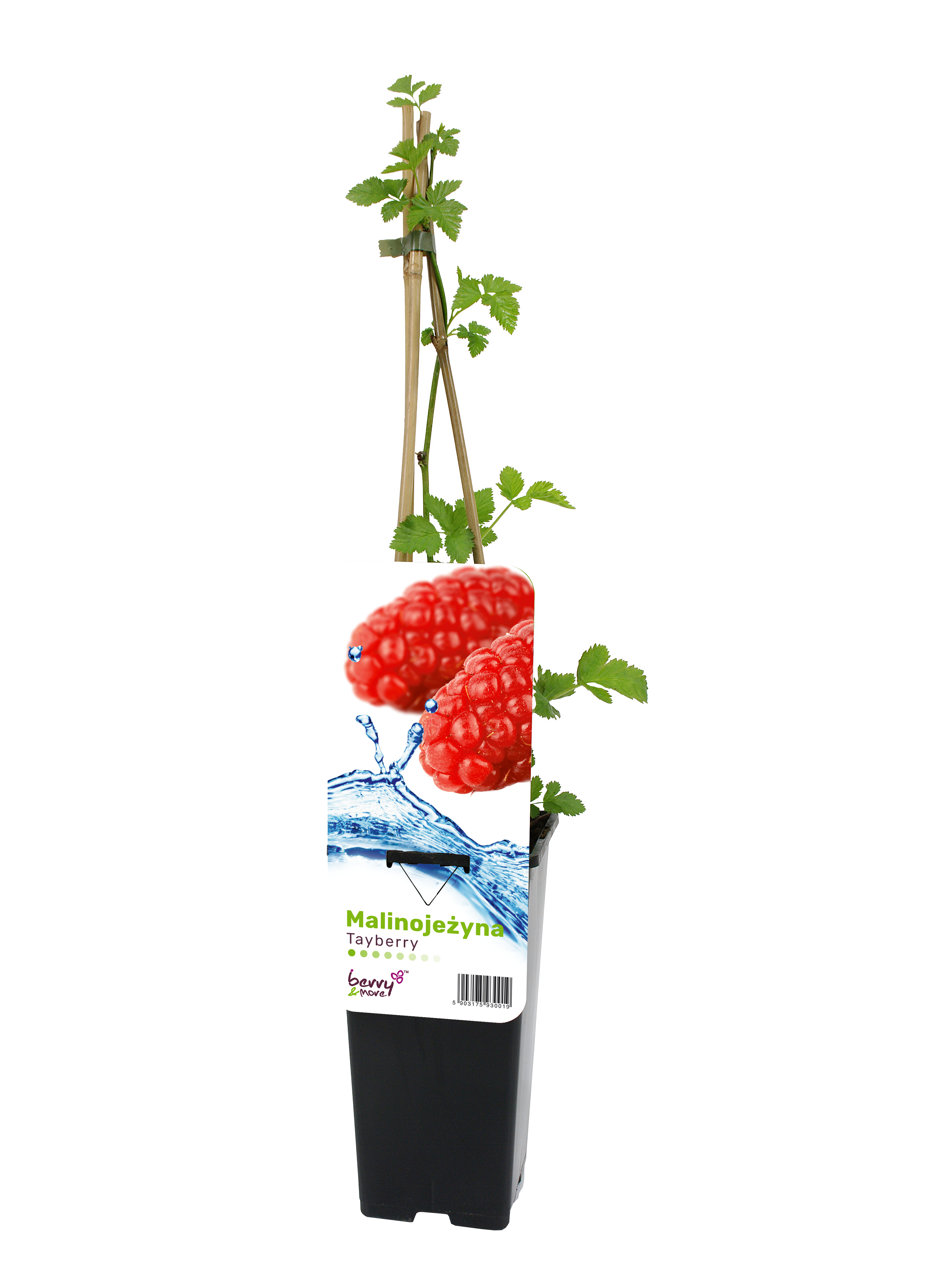 Malinojeżyna 'Tayberry' 60 cm