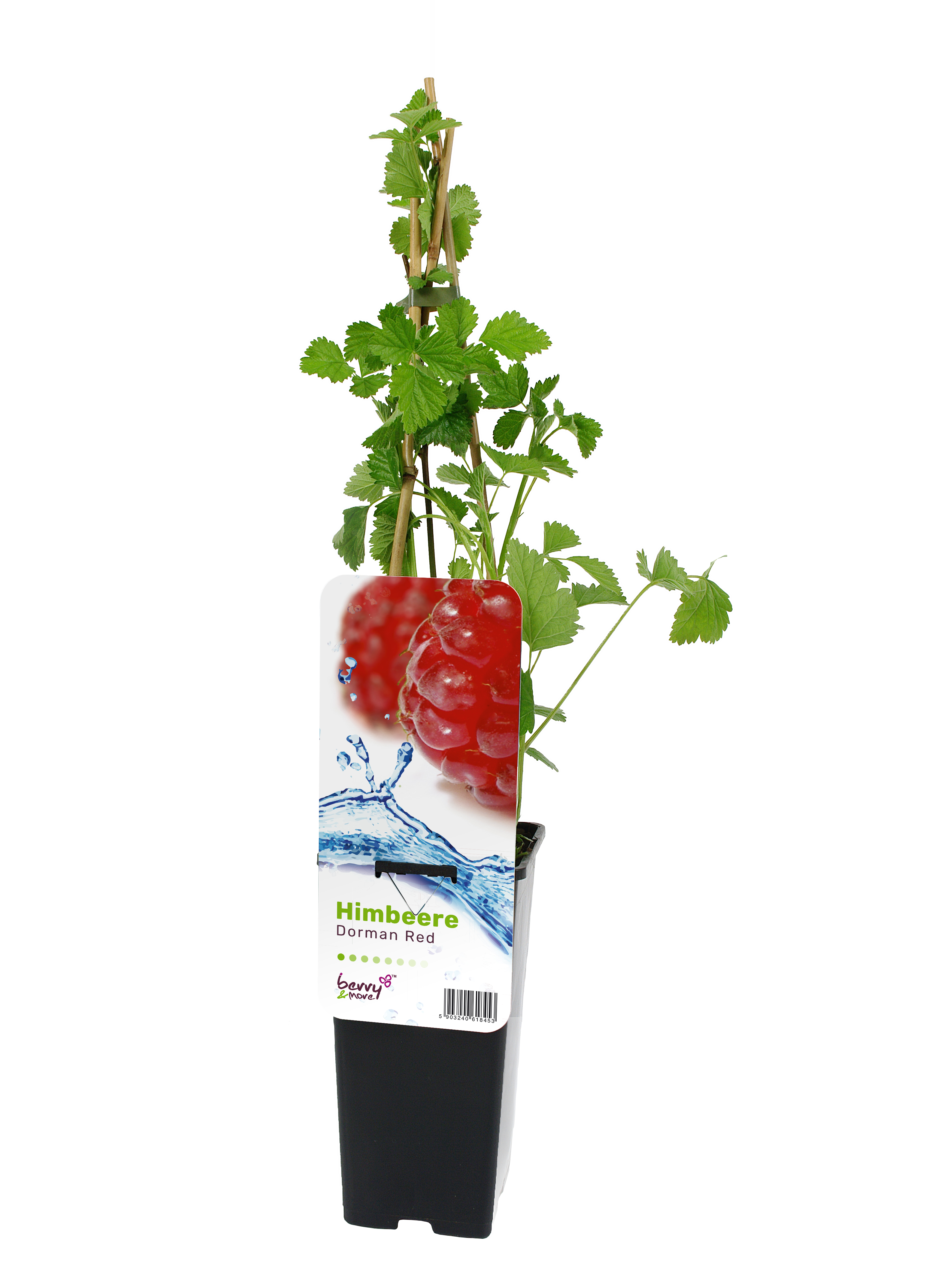 Malina czerwona Dorman red 45 cm Berry&amp;More™