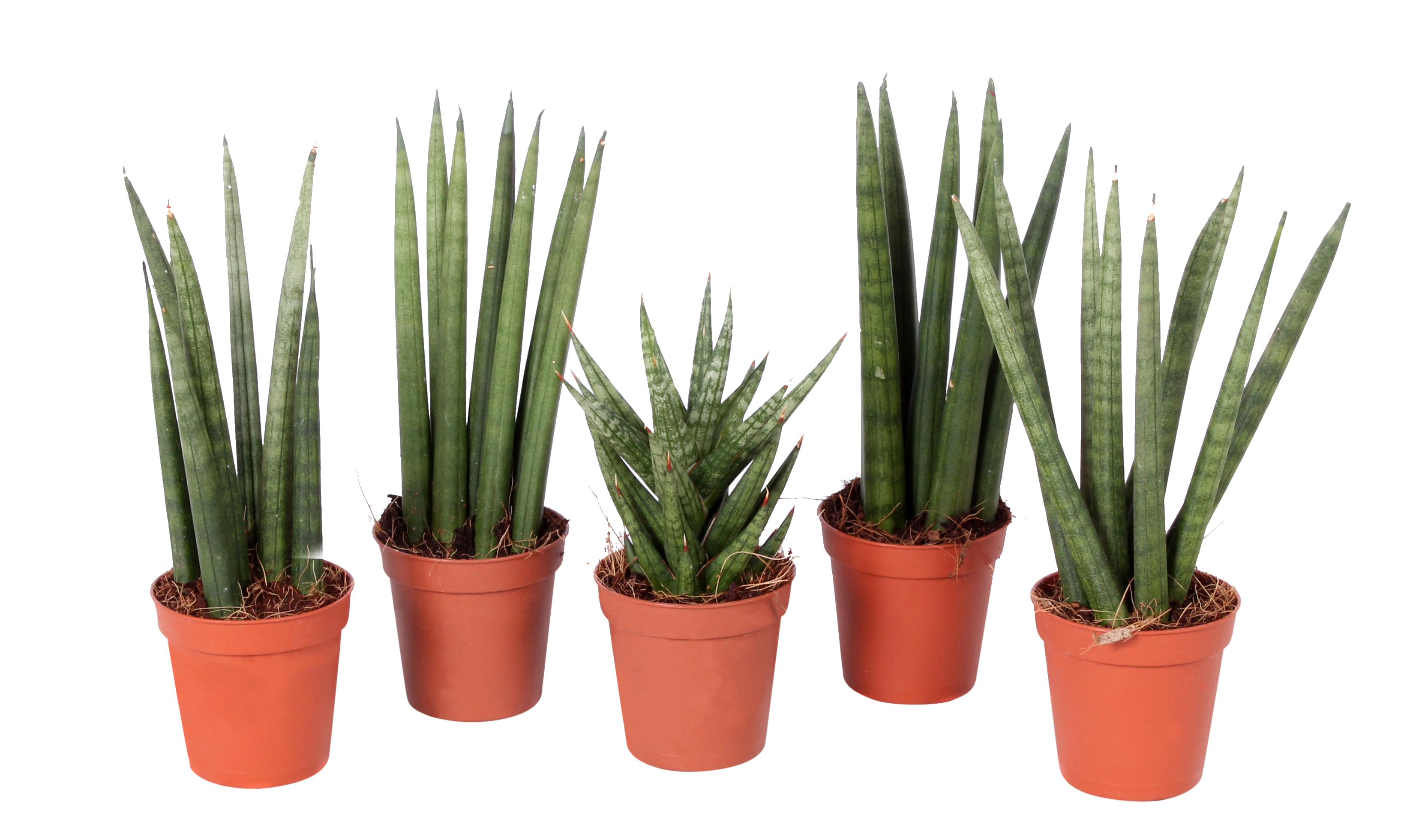 Sansewieria cylindryczna mix 10 cm