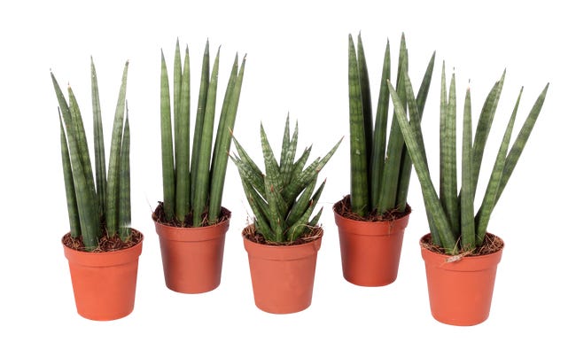 SANSEVIERIA CYL. MIX 10CM P5,5 RET