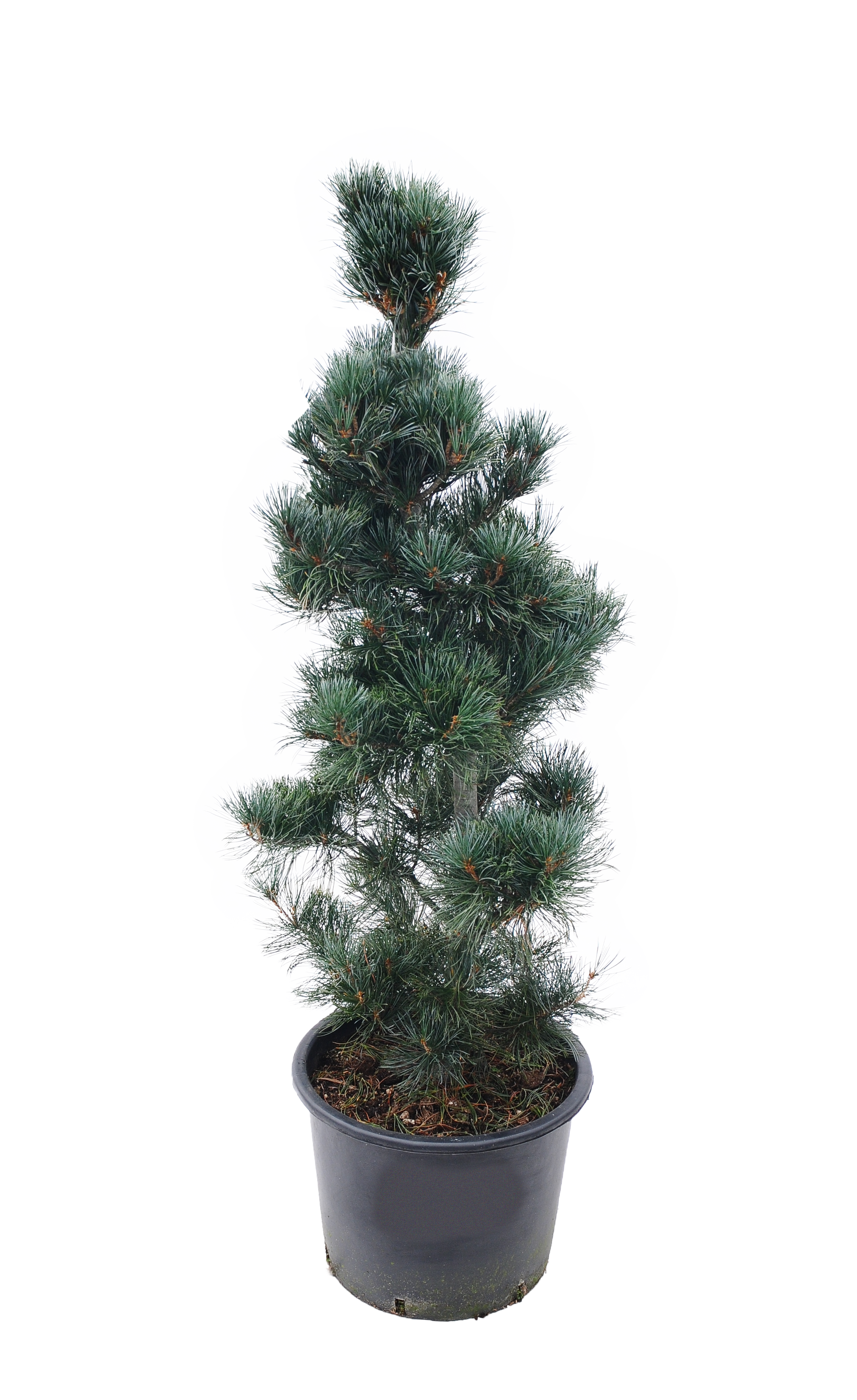 Sosna drobnokwiatowa Glauca 100-120 cm