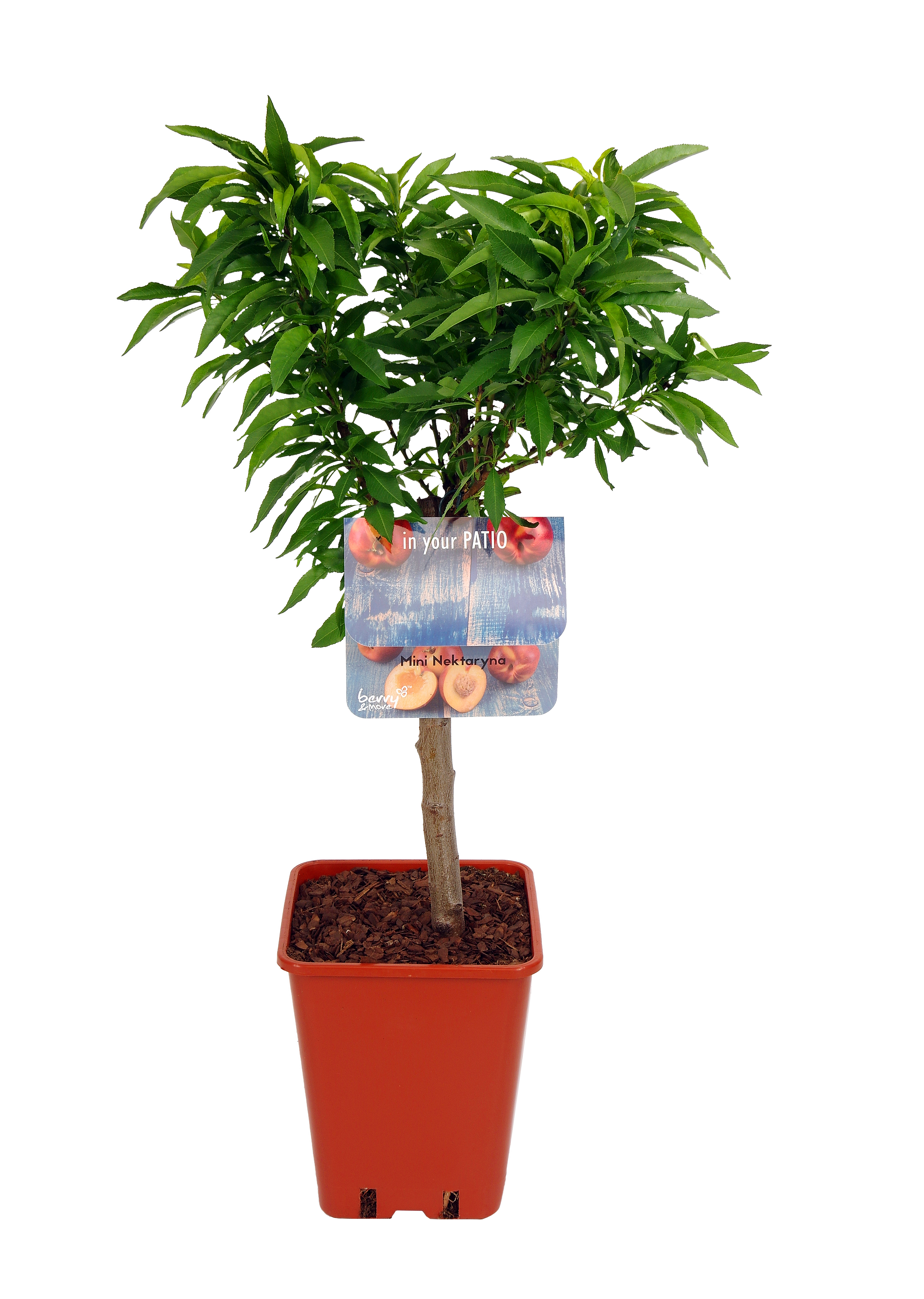 Nektaryna karłowa 60-80 cm Berry&amp;More™