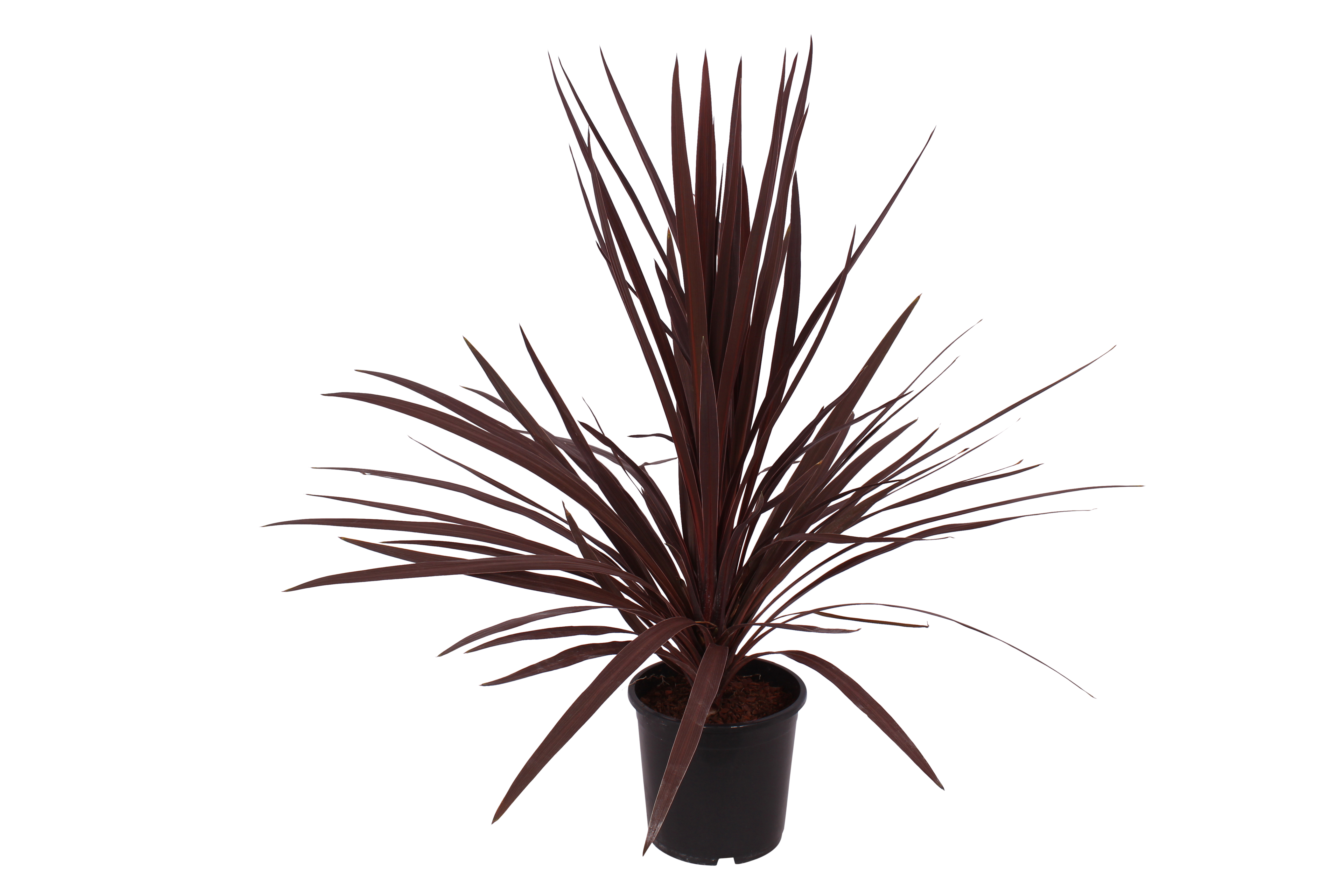 Kordylina Maczużnia Red Star 60-70 cm