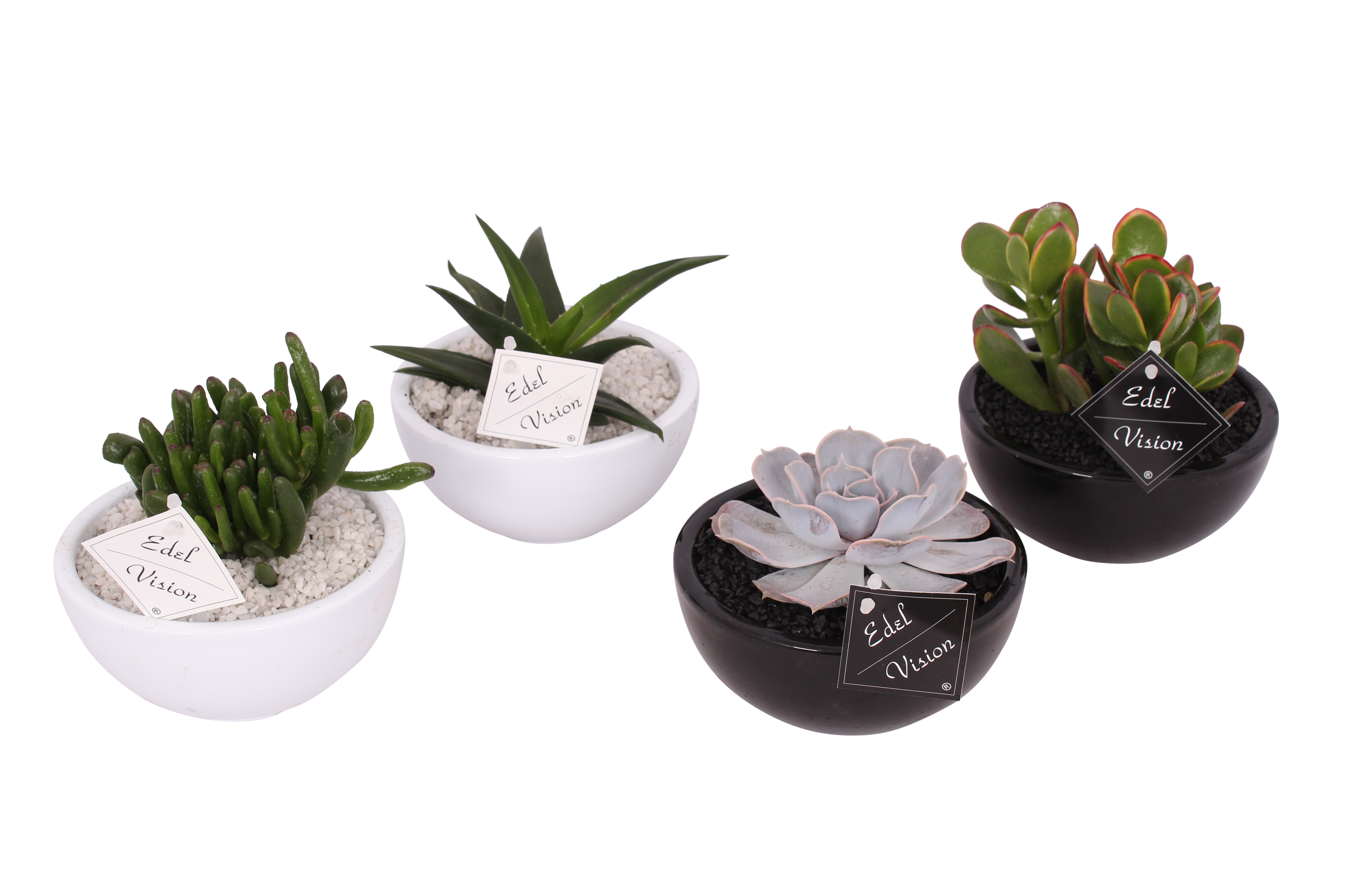 Sukulenty mix 18 cm w ozdobnej osłonce ceramicznej