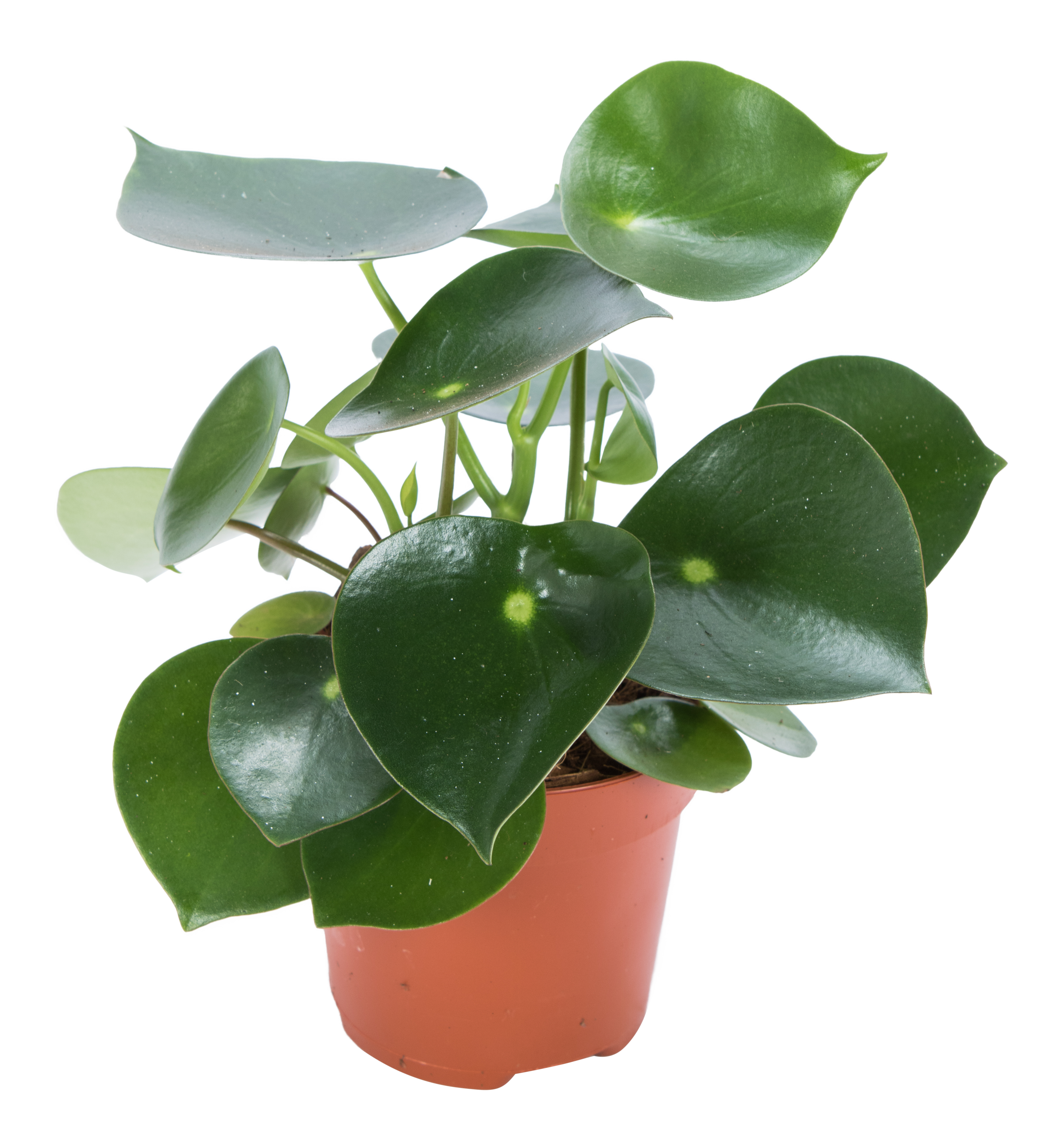 Peperomia Poly Raindrop 20 cm