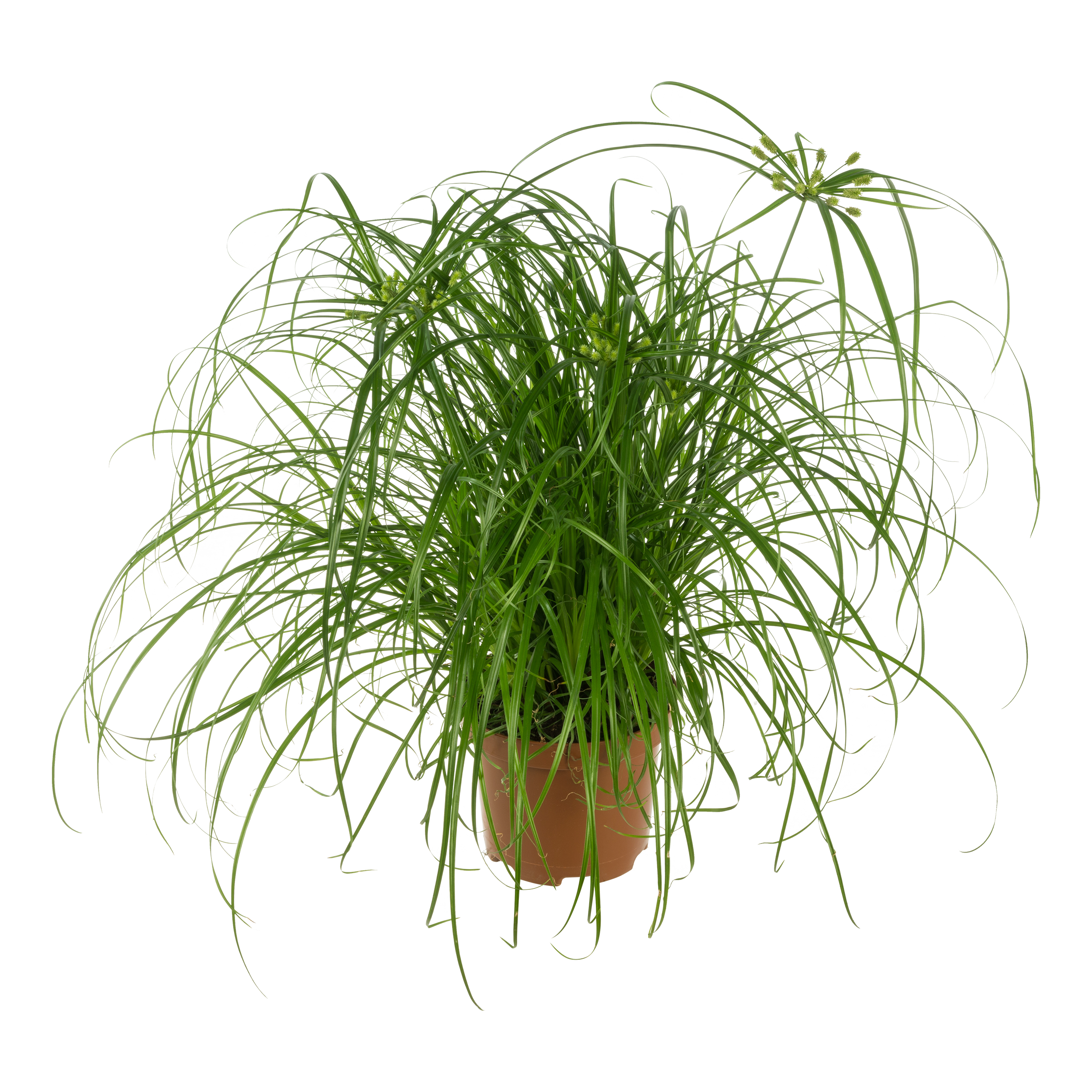 Cibora papirusowa Kocia trawa 40-45 cm
