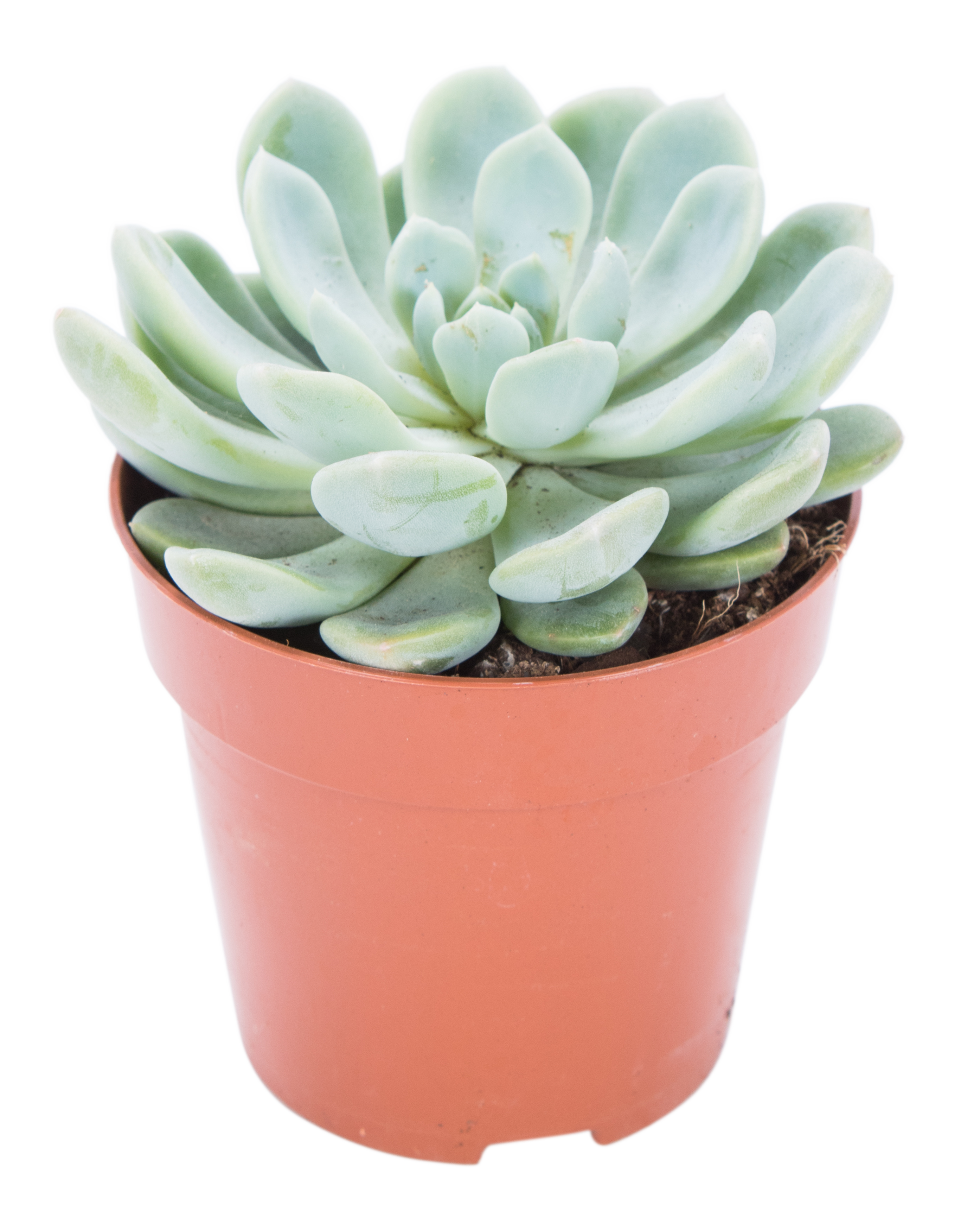 Eszeweria Aurora 10 cm