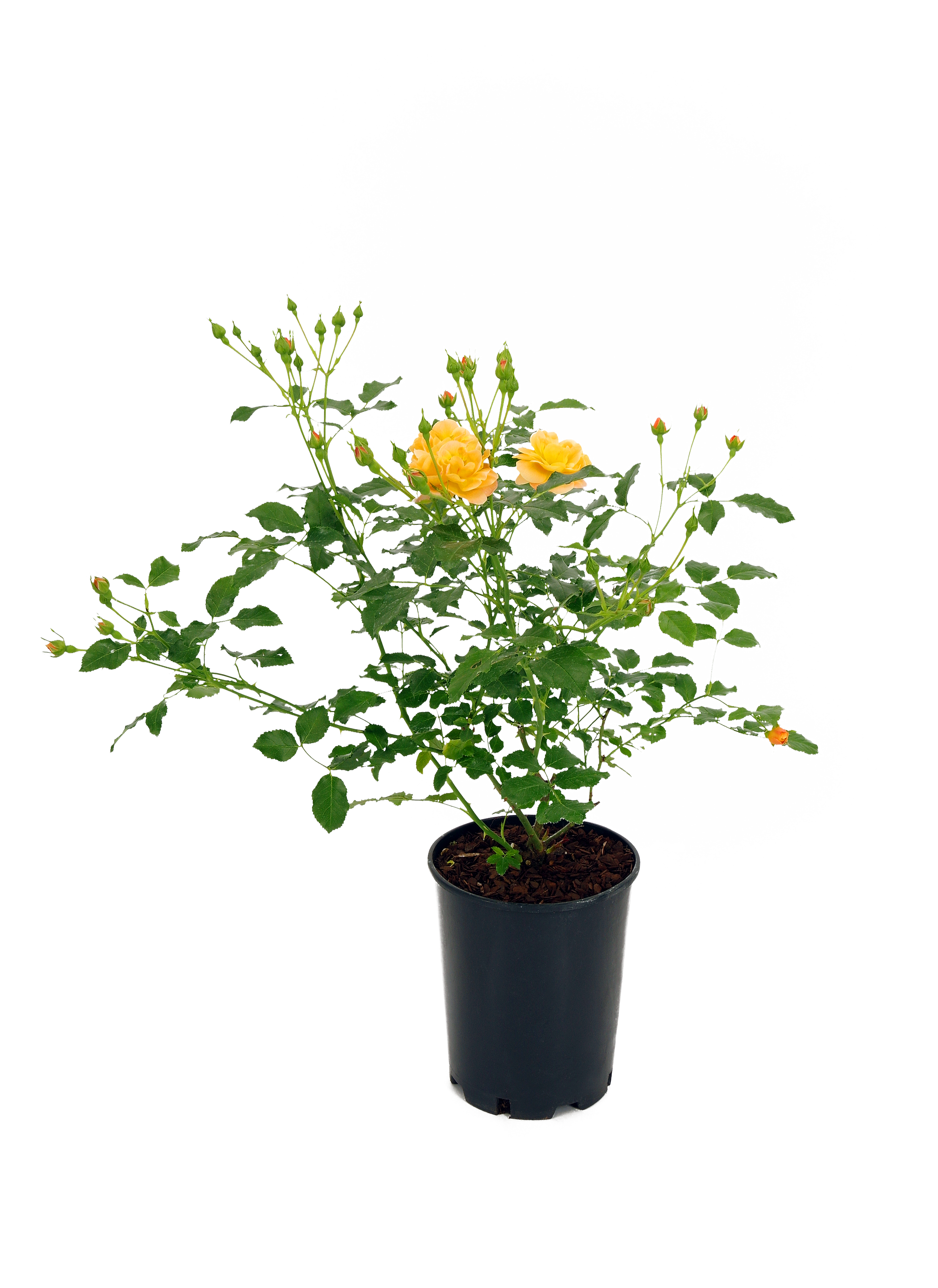 Róża rabatowa licencyjna mix 30-40 cm