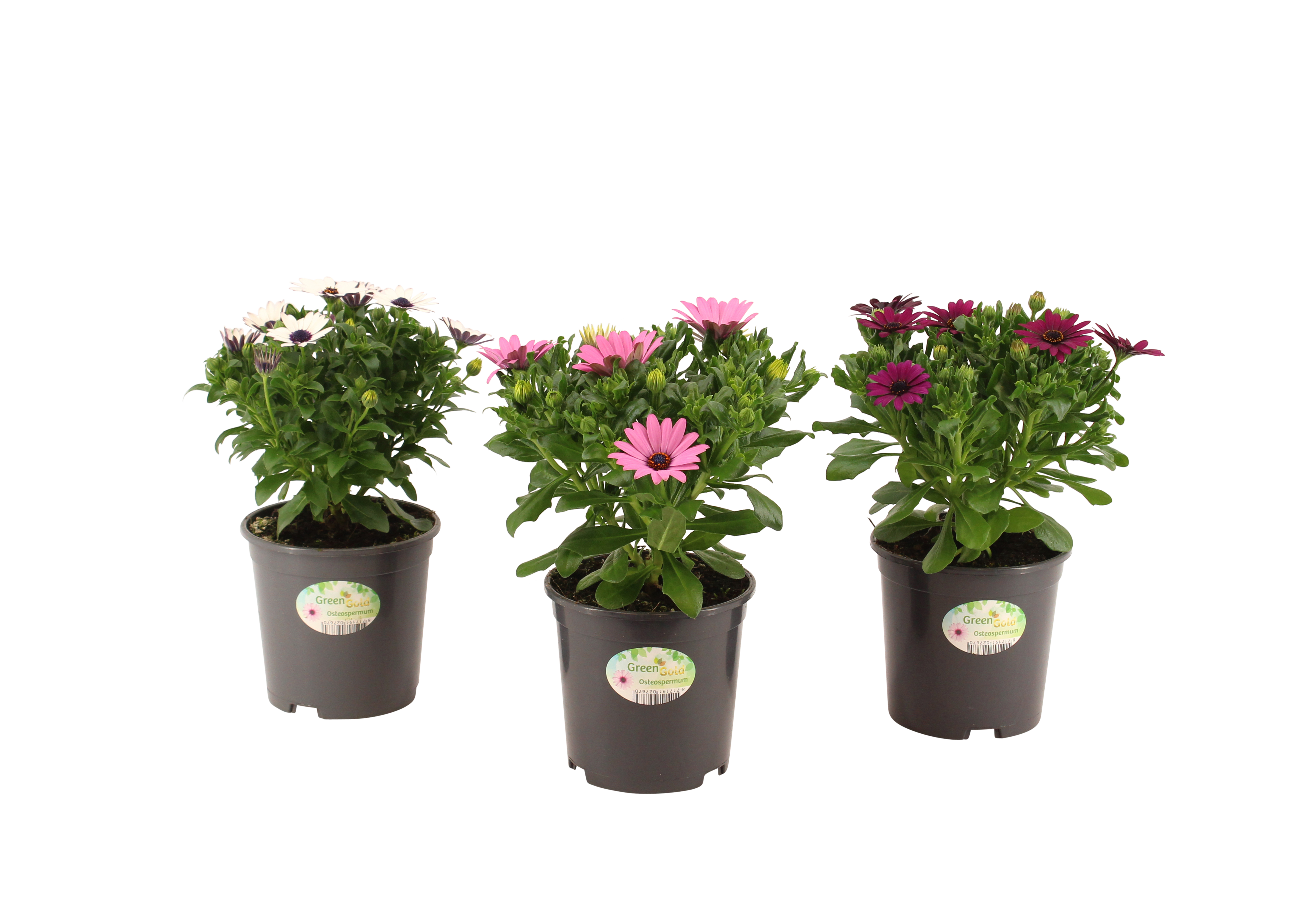 Osteospermum Stokrotka afrykańska 20-25 cm